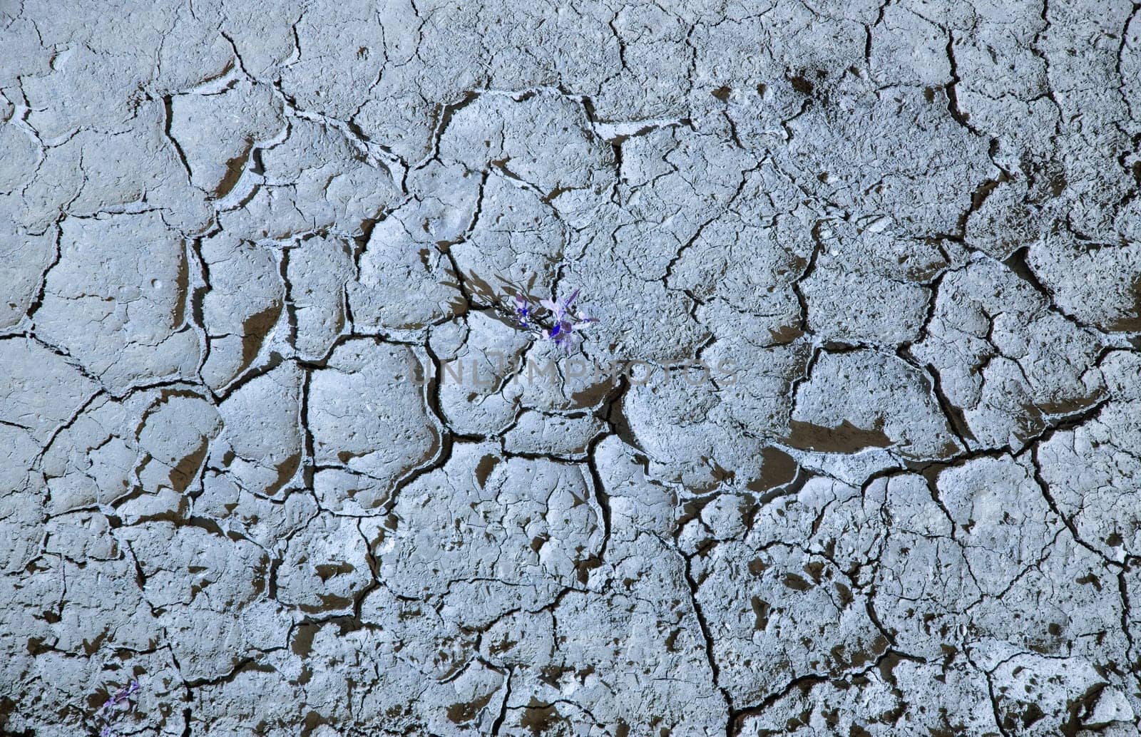 Background of dry cracked earth, parched earth, texture of earth dirt, desert, global warming, climate change by claire_lucia