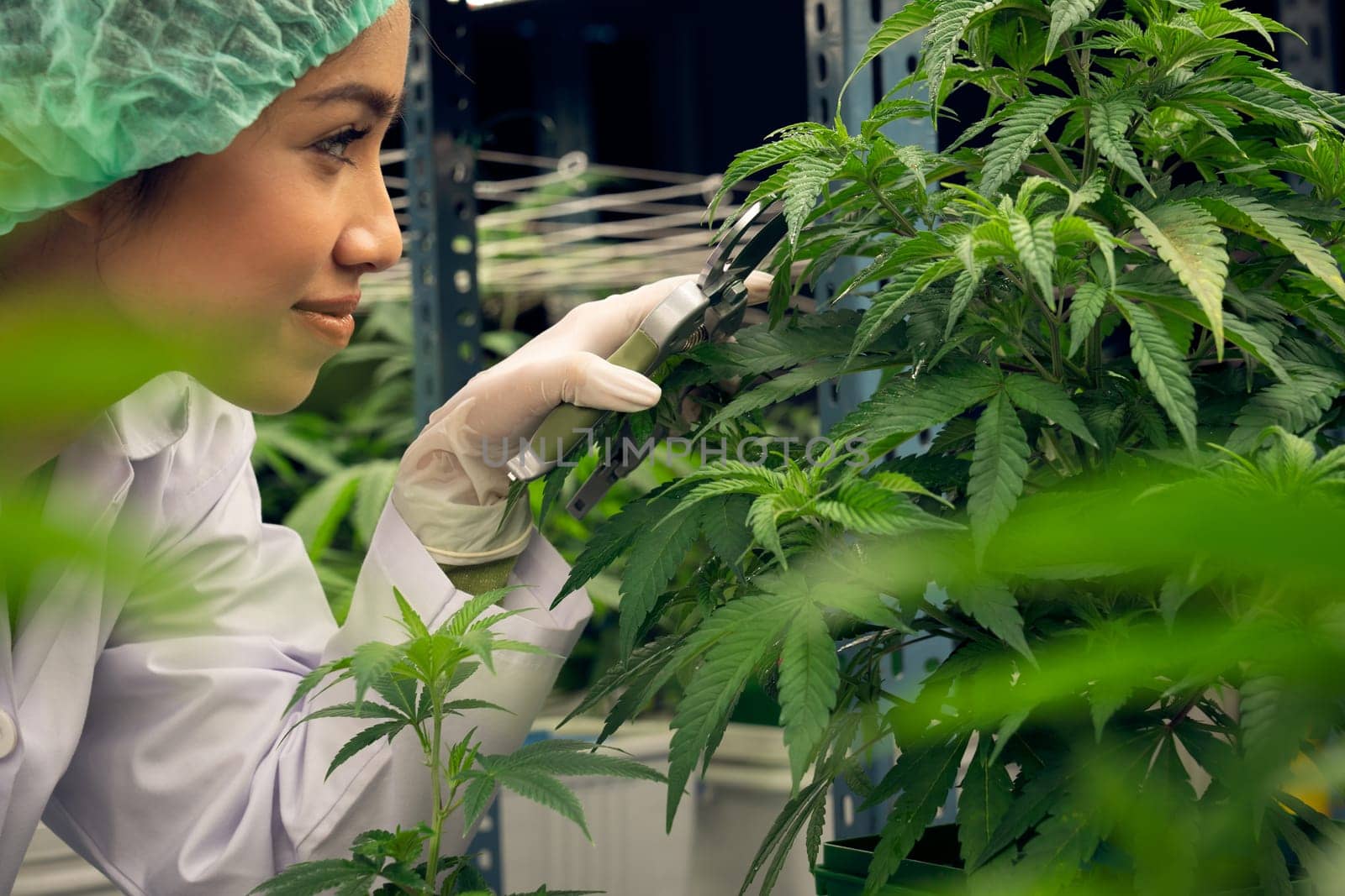 Female scientist trim gratifying young cannabis plant on pot in the laboratory. by biancoblue