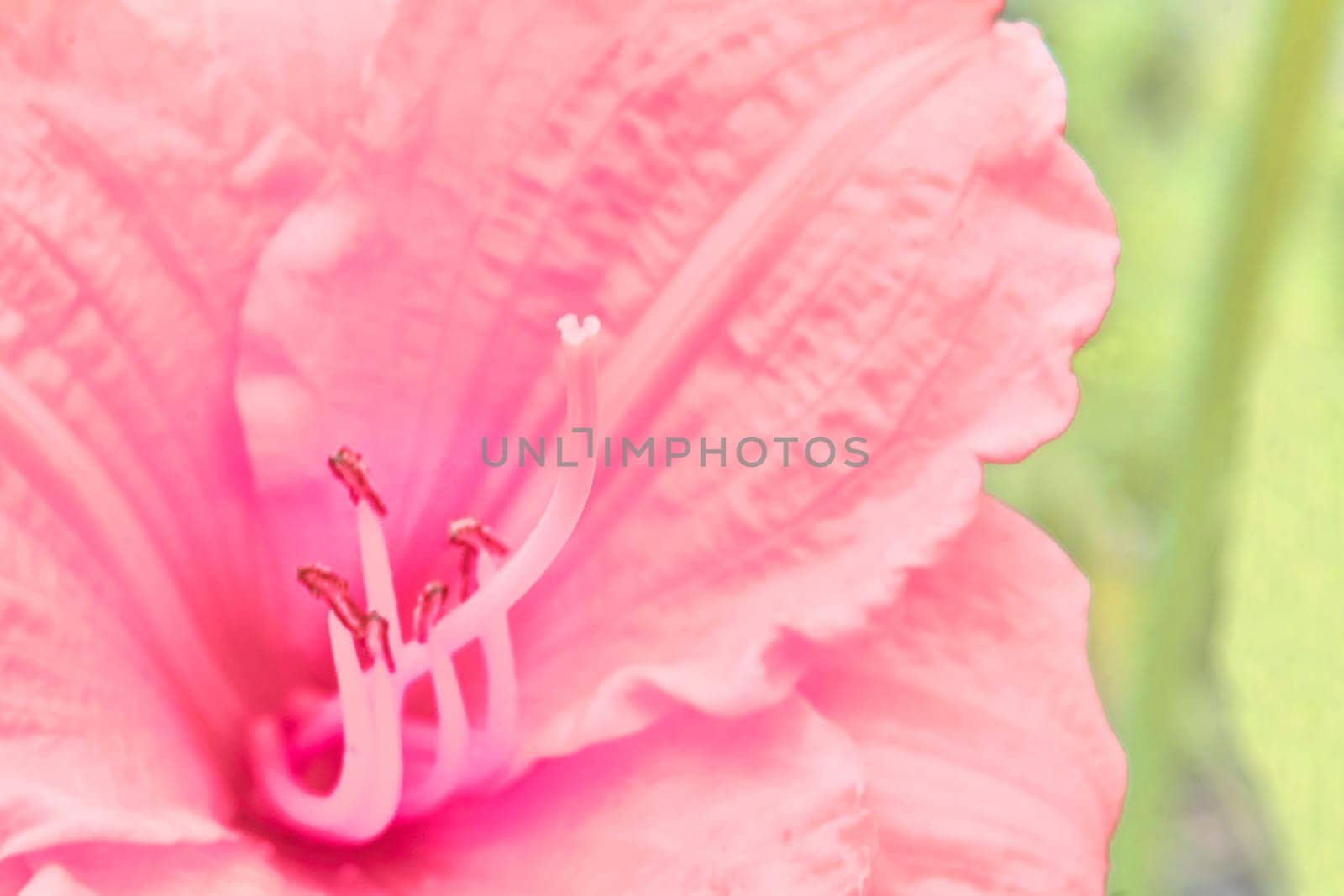 Saturated pink warm gladiolus flower close up in the garden by jovani68
