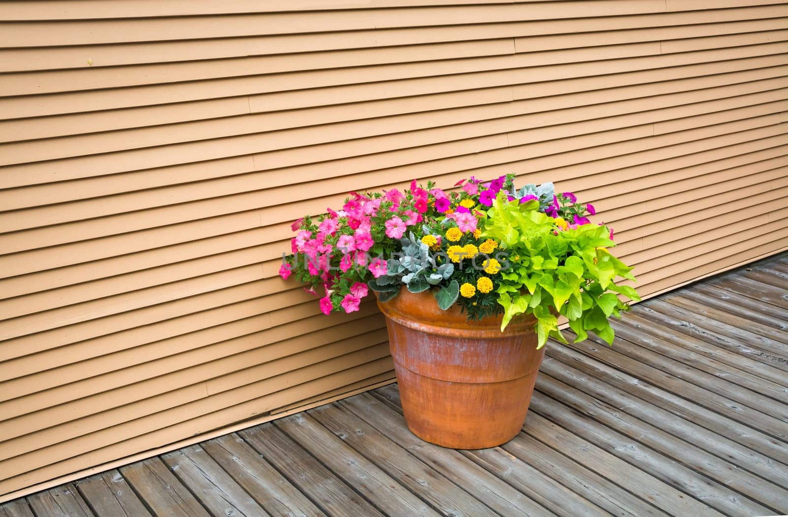 Colorful flowers in big earthenware jar on wooden siding background. Decorative flowers on wooden pavement of the street