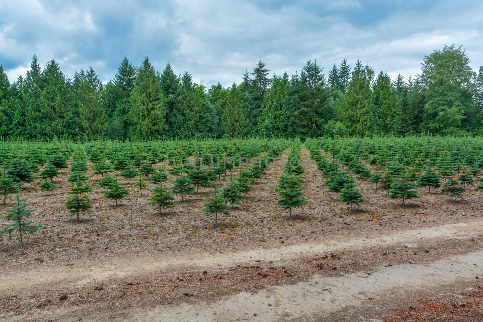 Tree farm field with planting stock. Small pine trees at the road.