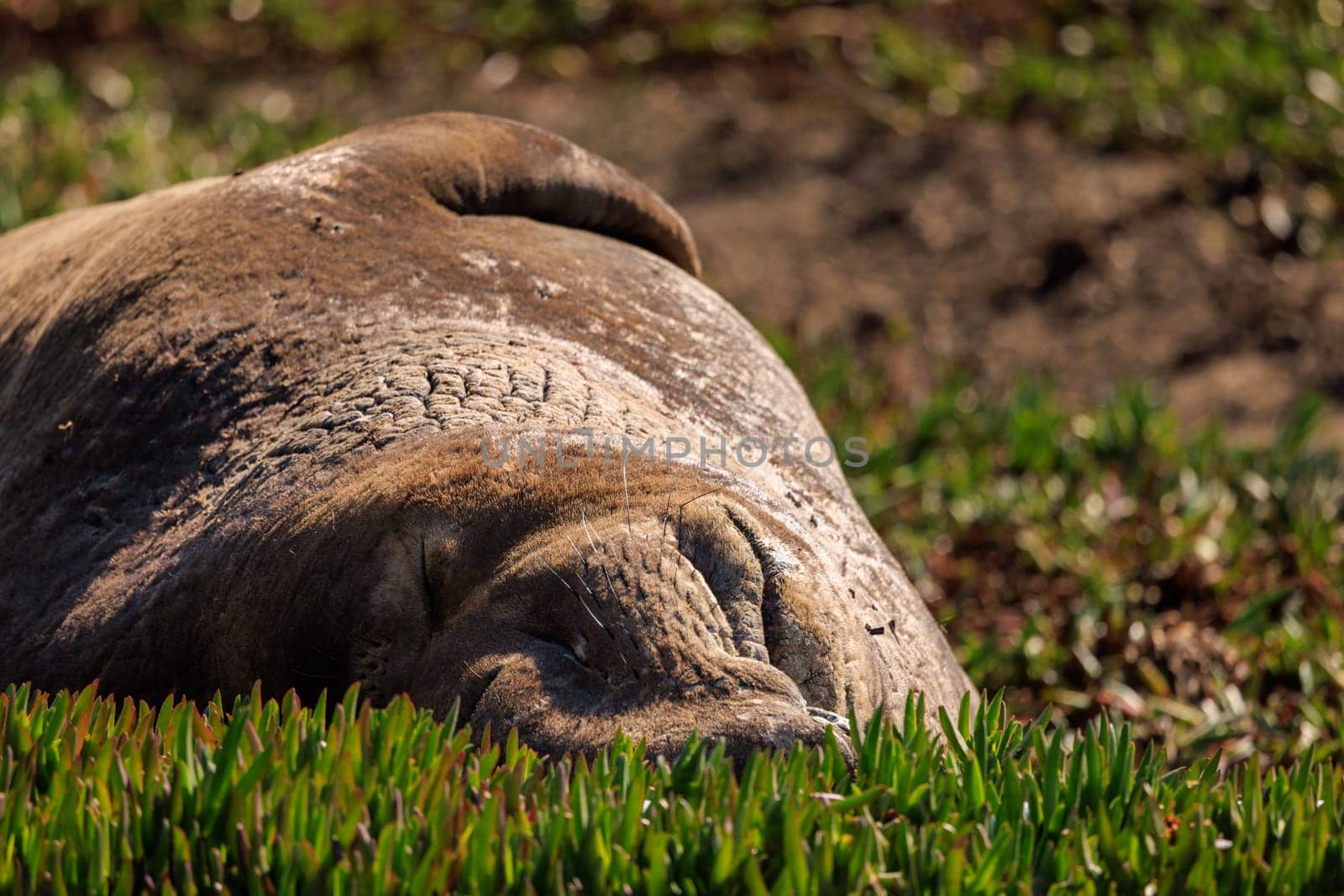 Lazy male elephant seal naps on bed of iceplant on sunny day by Osaze
