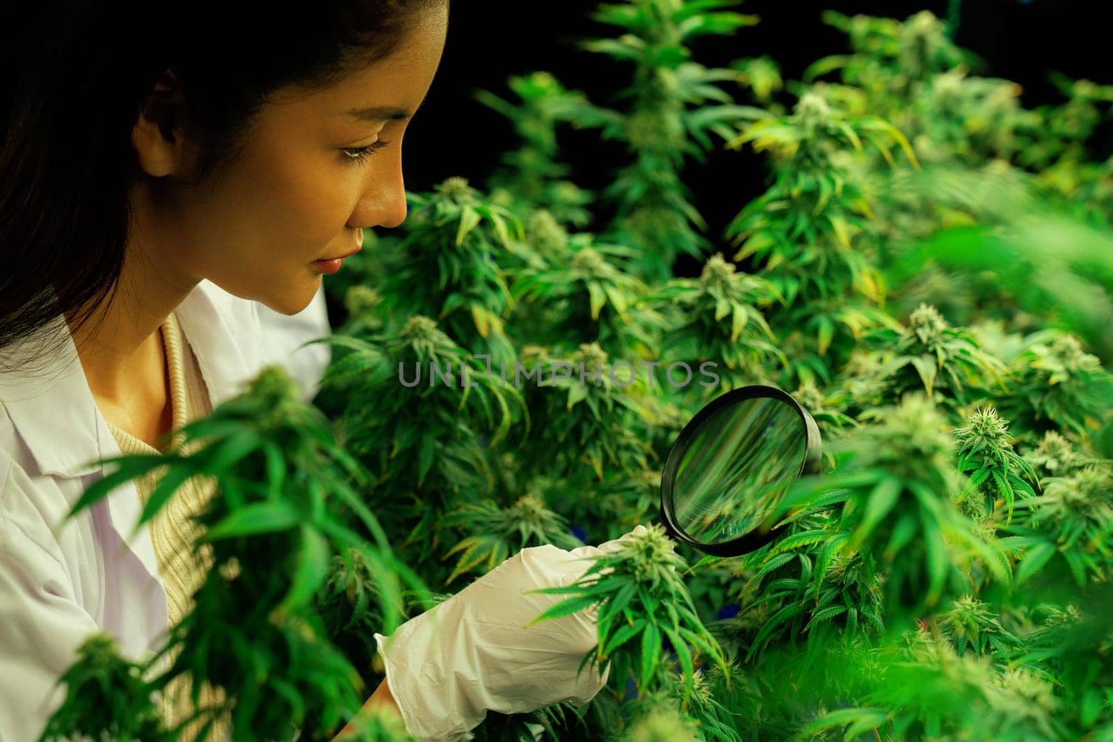 Female scientist inspects gratifying buds on cannabis plant using a magnifying glass. Cannabis farm in curative grow facility providing high quality of medicinal cannabis products.