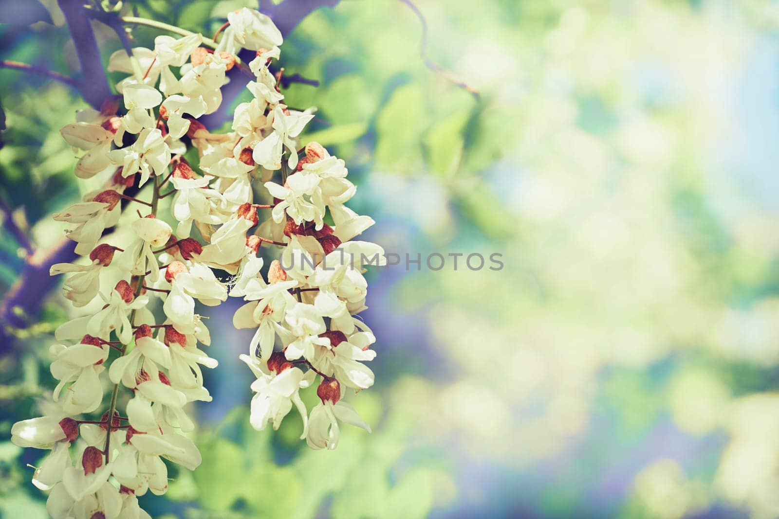 a tree or shrub of warm climates that bears spikes or clusters of yellow or white flowers and is frequently thorny. Delicate flowering branch of acacia on a pale green light background