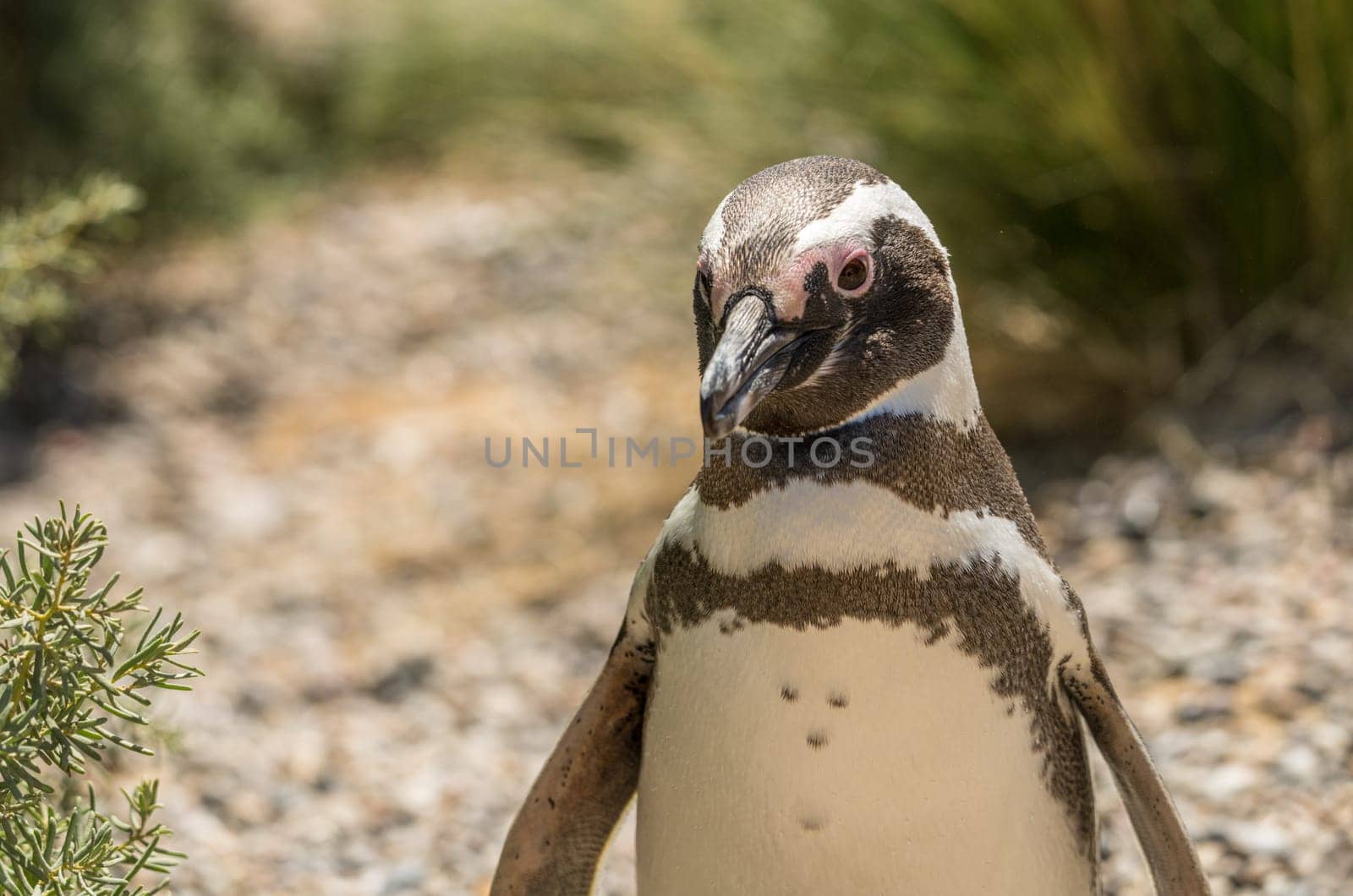 Single male magellanic penguin walking back to its nest in Punta Tombo penguin sanctuary in Chubut province