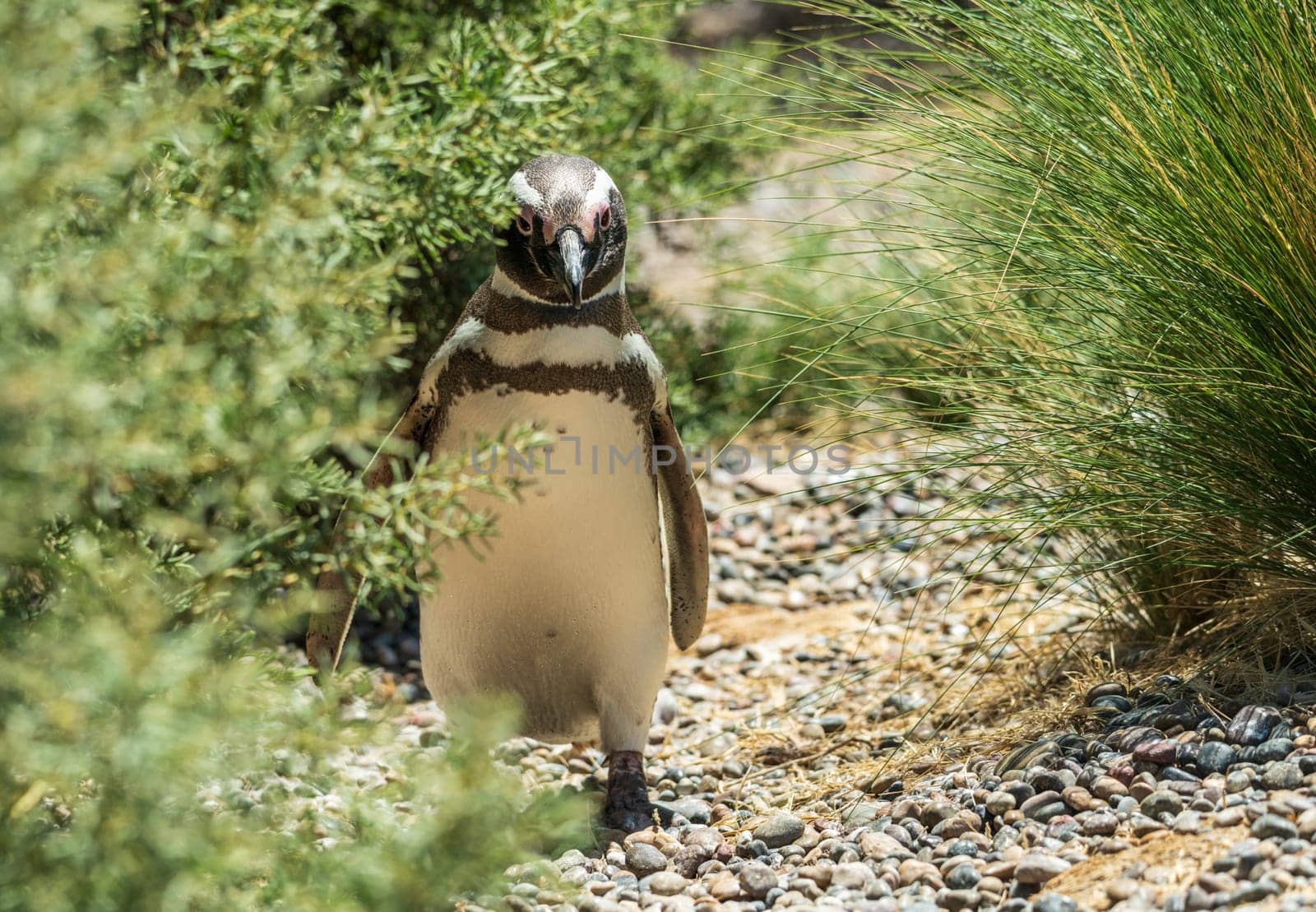 Single male magellanic penguin walking back to its nest in Punta Tombo penguin sanctuary in Chubut province