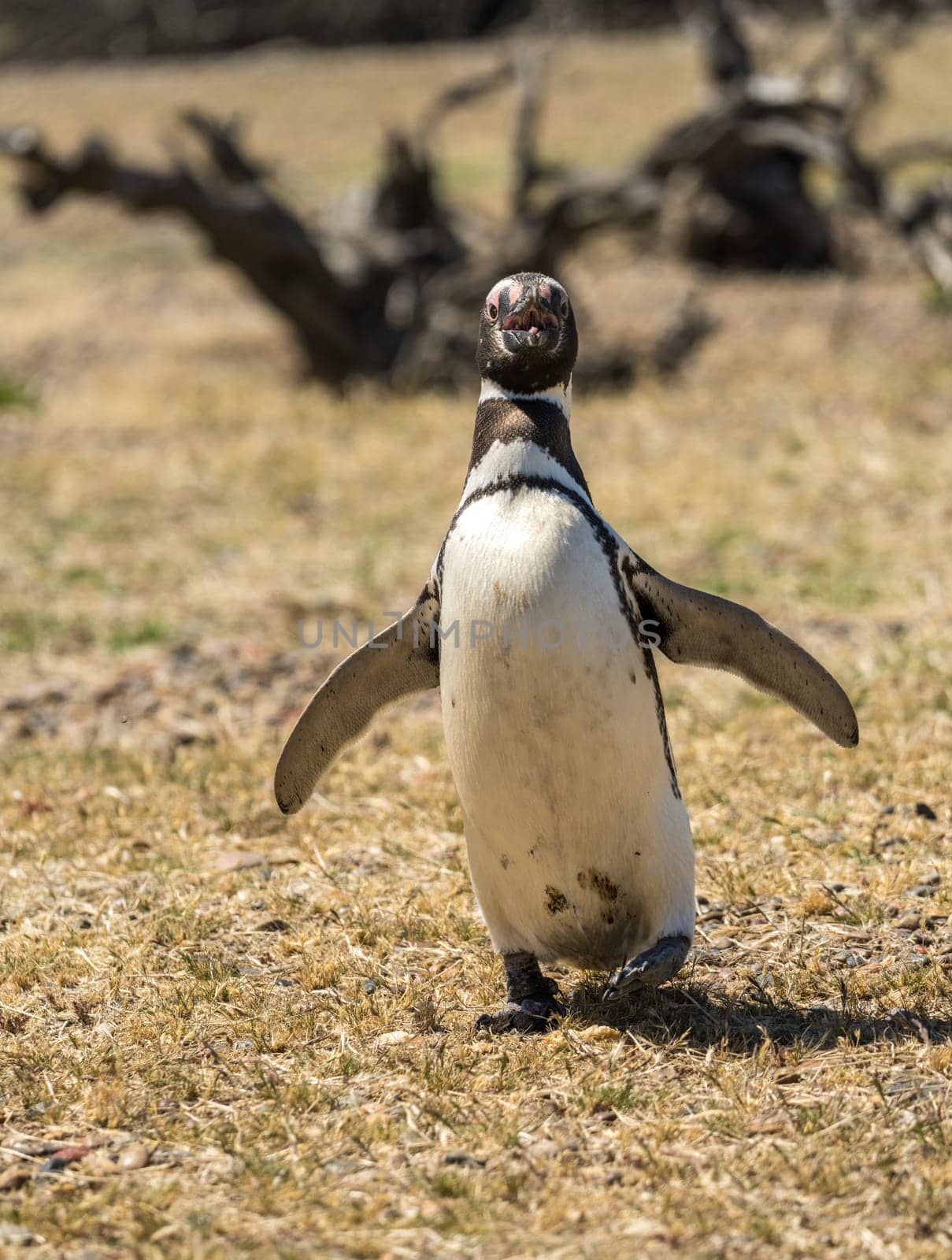 Magellanic penguin walking towards camera in the sun in Punta Tombo penguin sanctuary in Chubut province