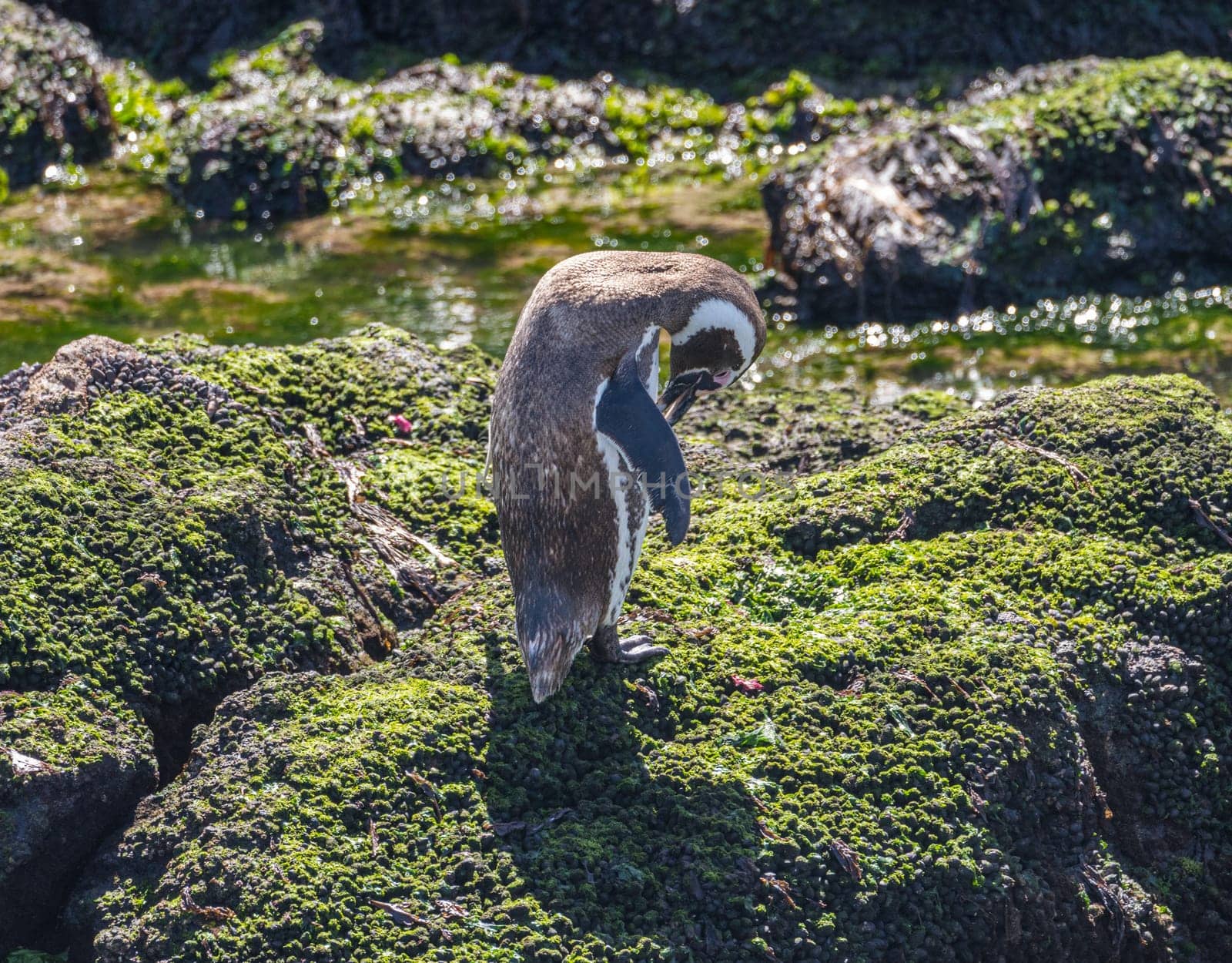 Magellanic penguin standing on seaweed rocks in Punta Tombo penguin sanctuary in Chubut province