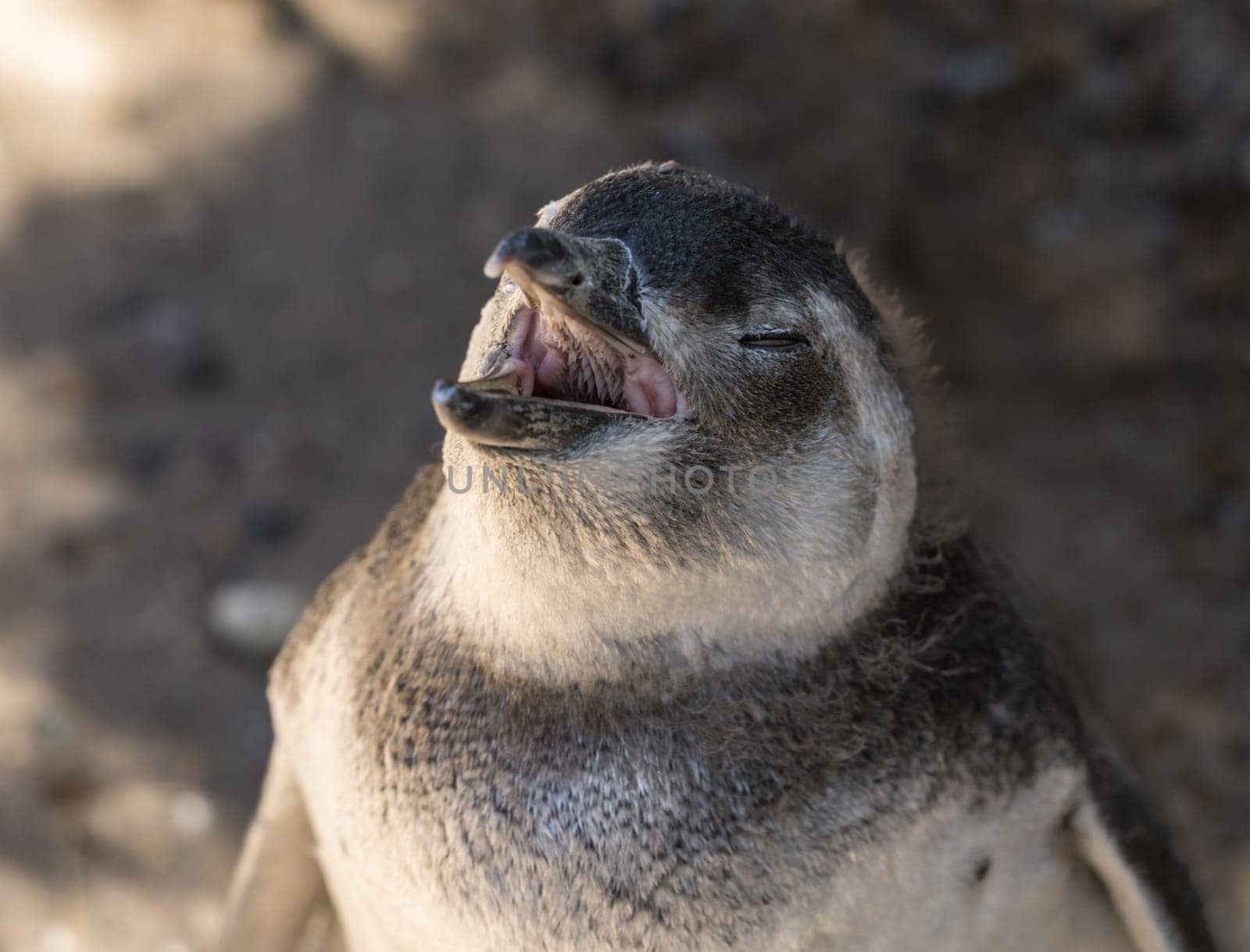 Magellanic penguin chick making a call and showing spiky papillae in its mouth in Punta Tombo penguin sanctuary