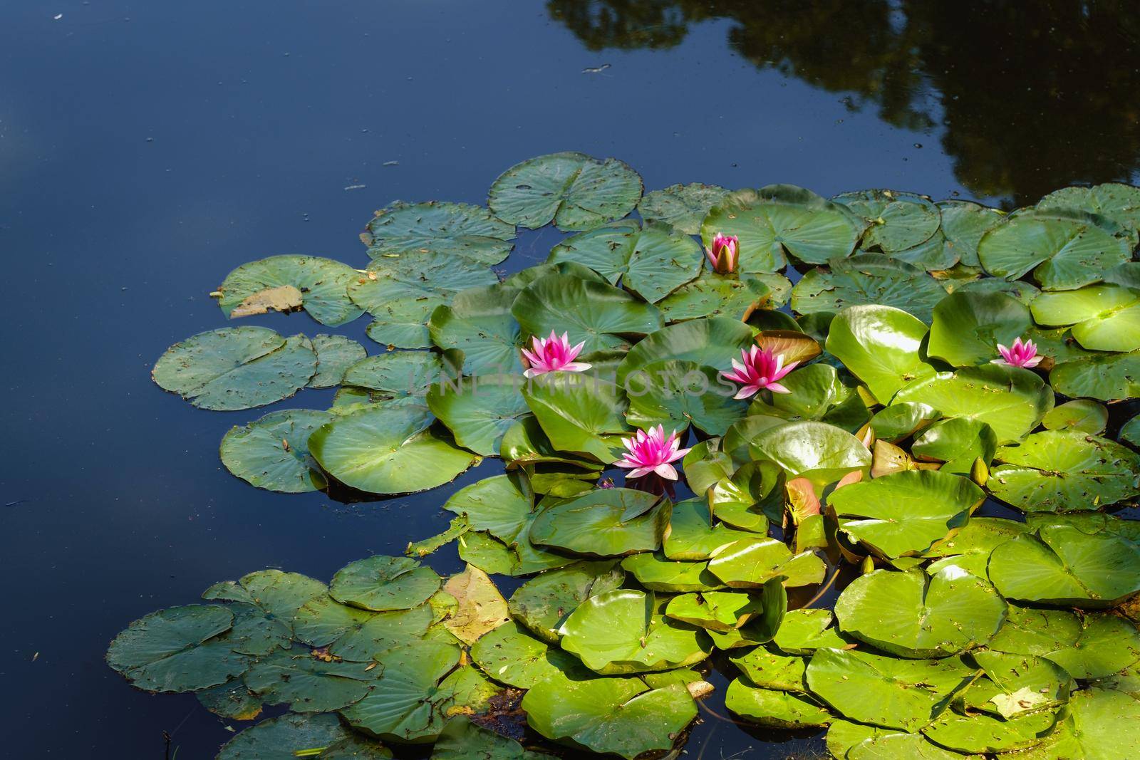 Water lily in the garden pond in the evening at sunset.FLOWER CONCEPT.