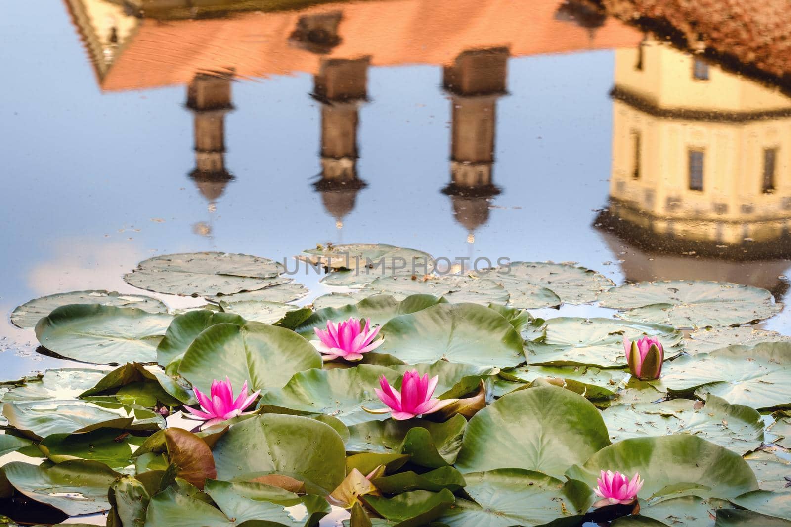 Water lily in a garden pond with a reflection of the tower of the Nesvizh castle.