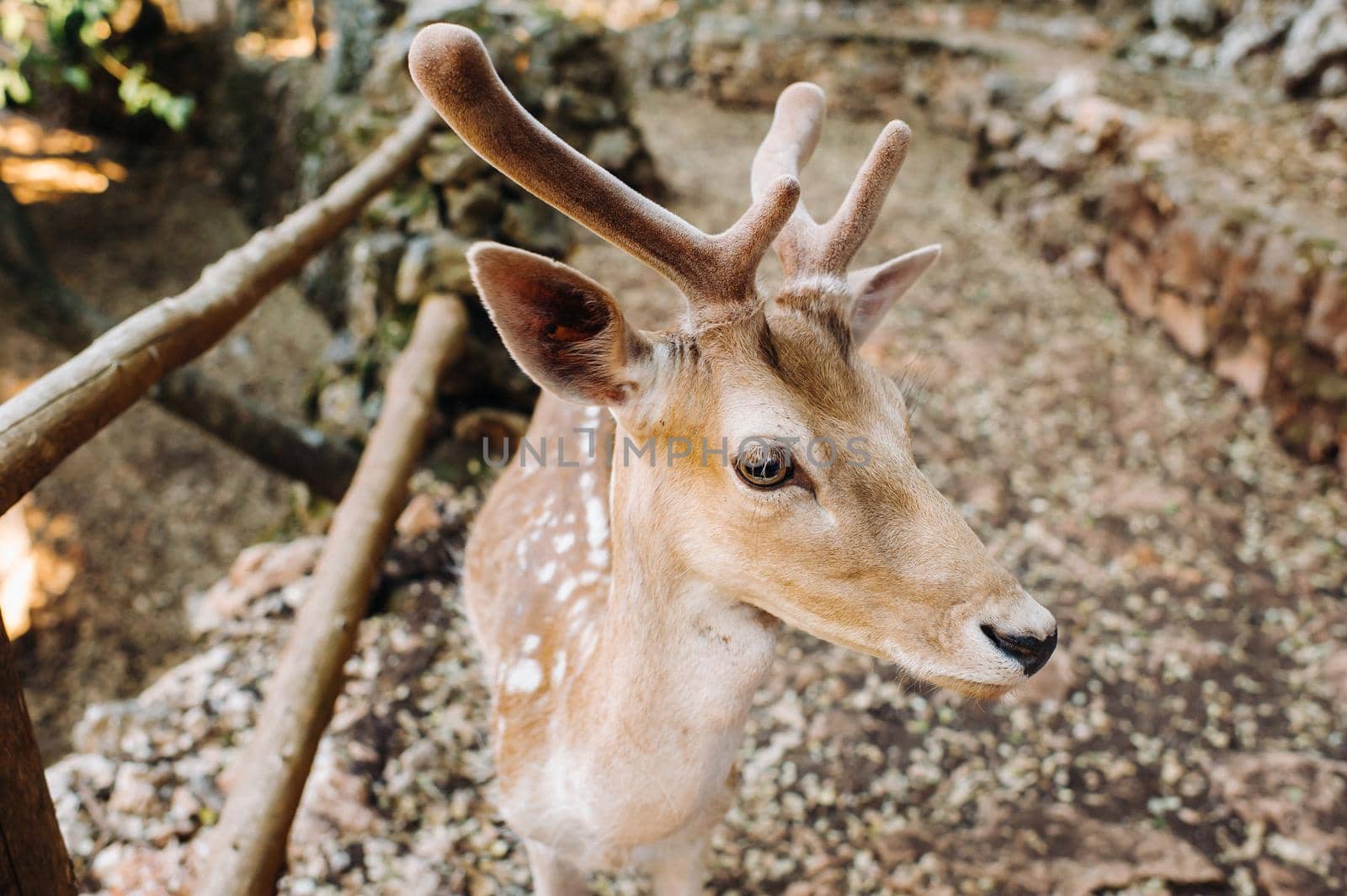 Deer in the Stone open nature reserve, zoo, Reserve on the island of Zakynthos.Greece.
