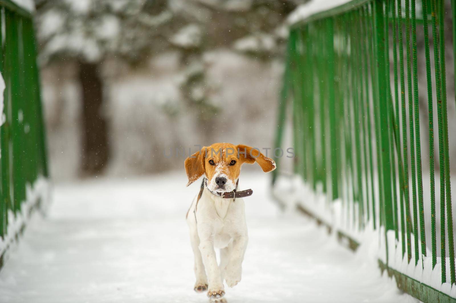 Dog breed Beagle in winter play in the snow outdoors.