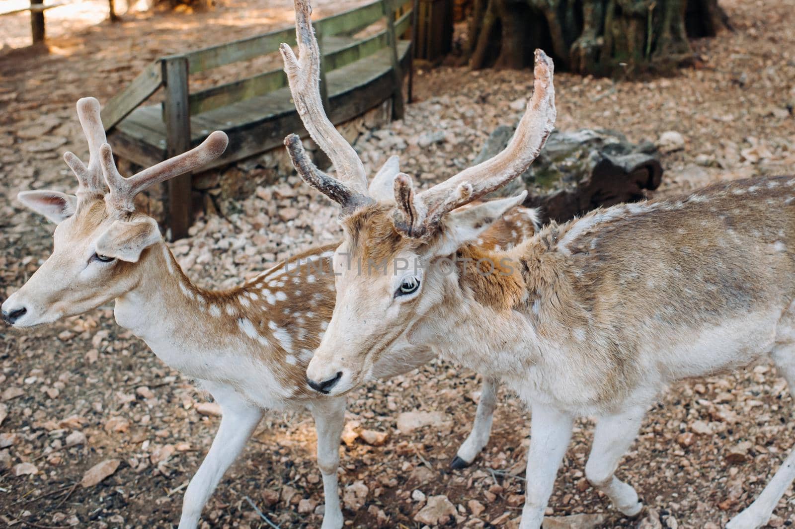 Deer in the Stone open nature reserve, zoo, Reserve on the island of Zakynthos.Greece.