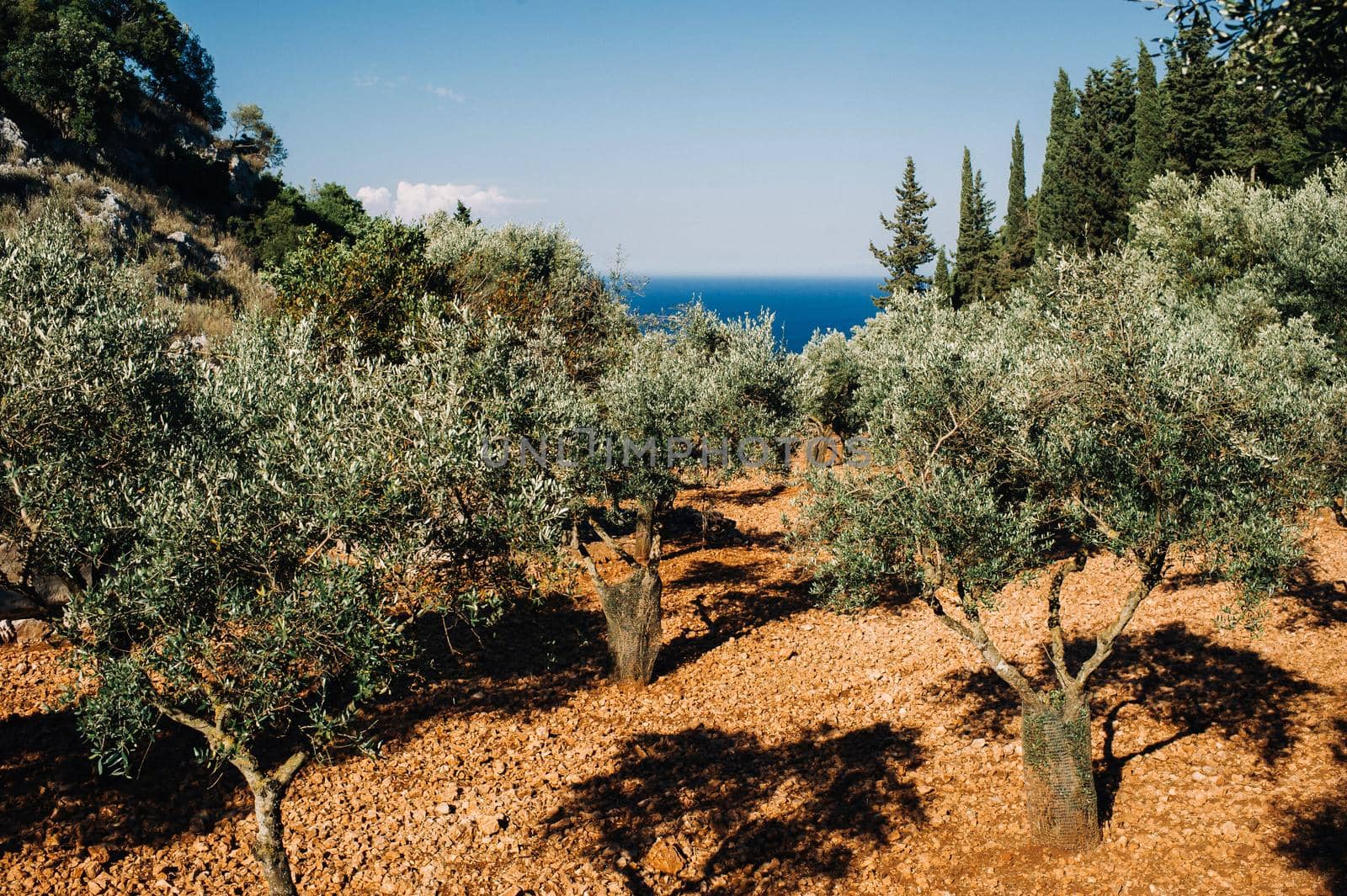 Greece. Zakynthos. Island landscape. Olive grove. Green large trees grow in a rocky area.