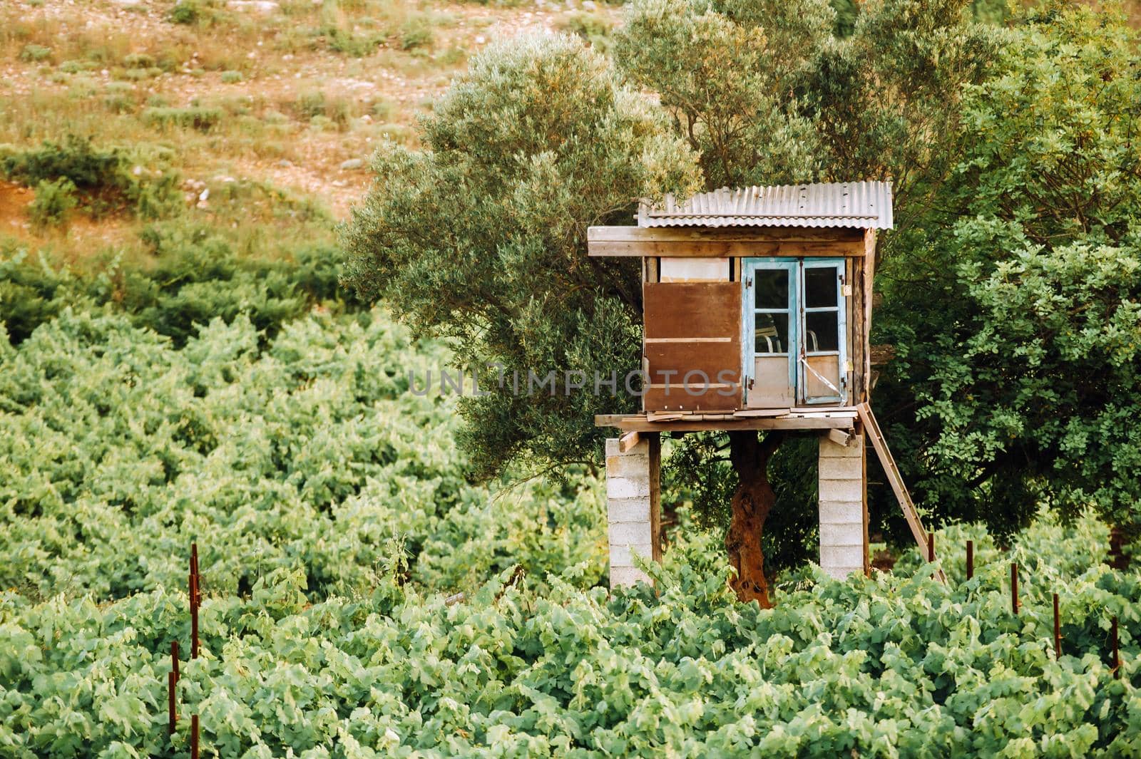 The vineyard is a plantation of vines and a guardhouse. The Island Of Zakynthos, Greece.