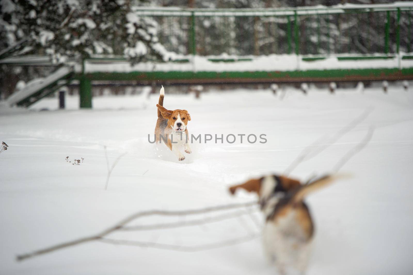 Dogs of the Beagle breed play in the snow in the winter outdoors.