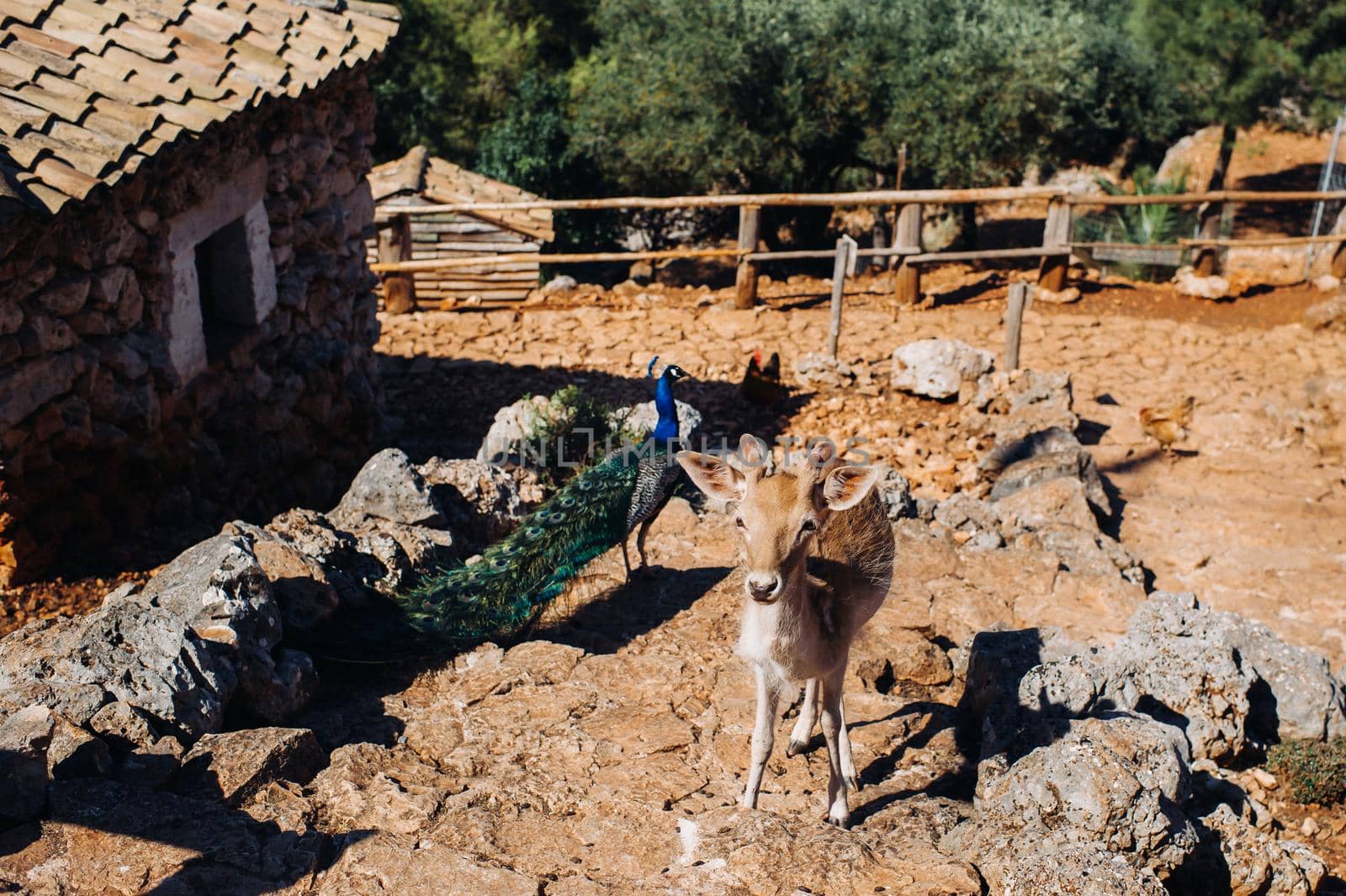 Deer and peacock in an open nature reserve, zoo, reserve on the island of Zakynthos.Greece