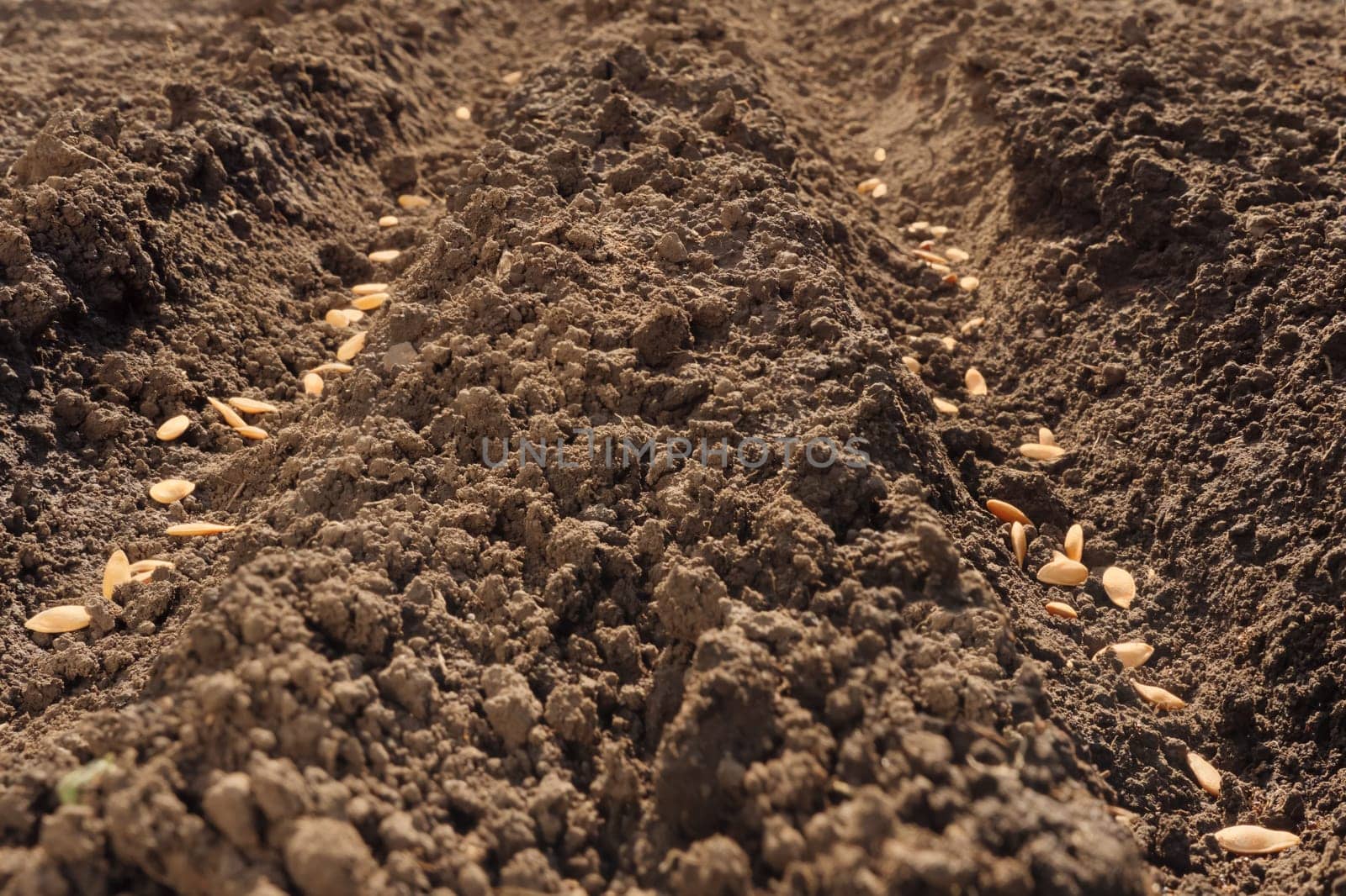 Seedbed. Furrow. Planting crops sowing field arable land. Seeds in open ground plowed land. Rows seed sowing season planting seeds soil ground earth field plow. Arable farming. Fertile soil background by synel