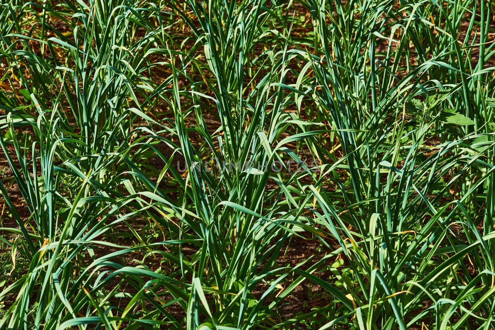 Young green shoots of onion garlic in a spring garden bed by jovani68