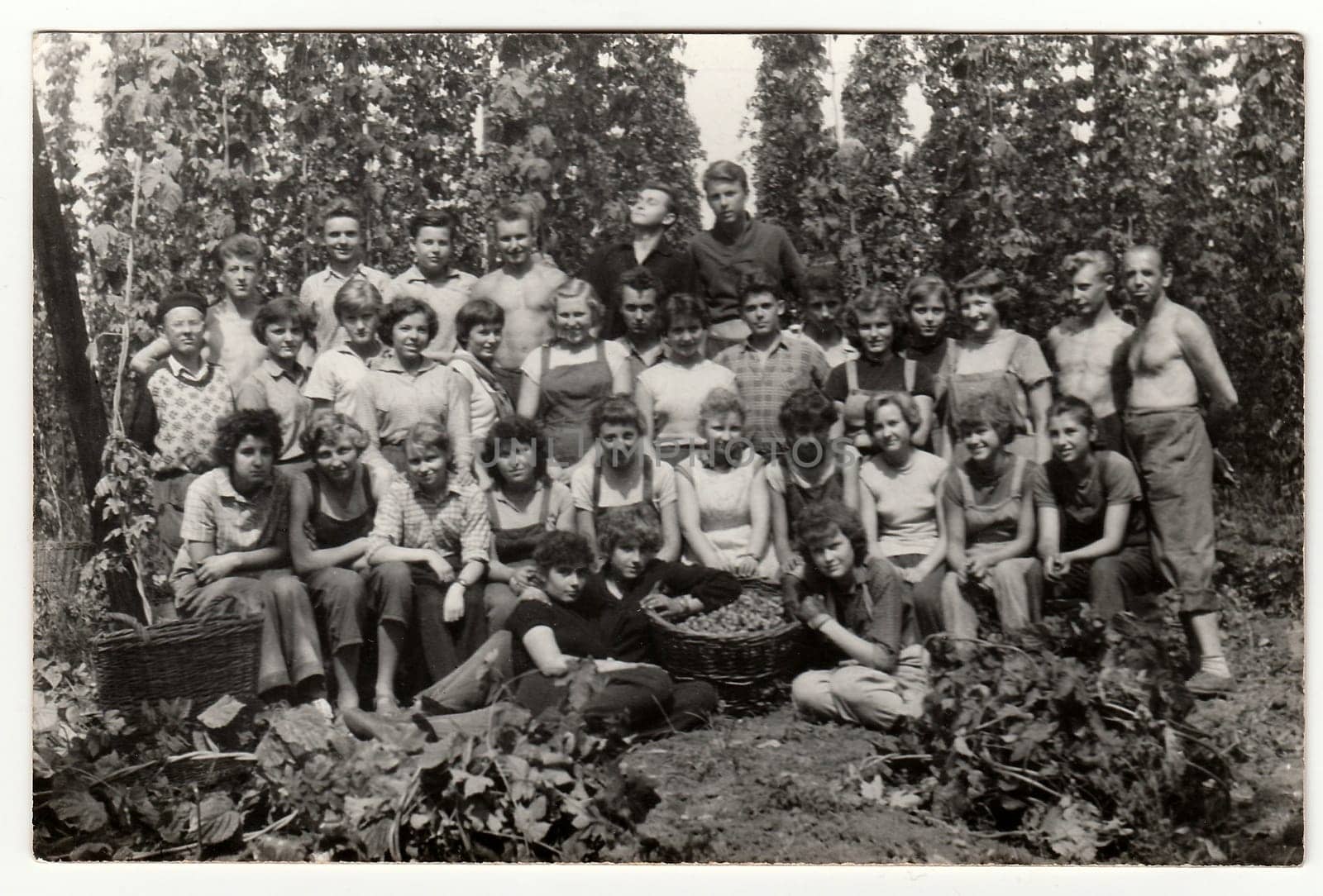 A vintage photo shows young hoppers during hop picking, circa 1965. by roman_nerud