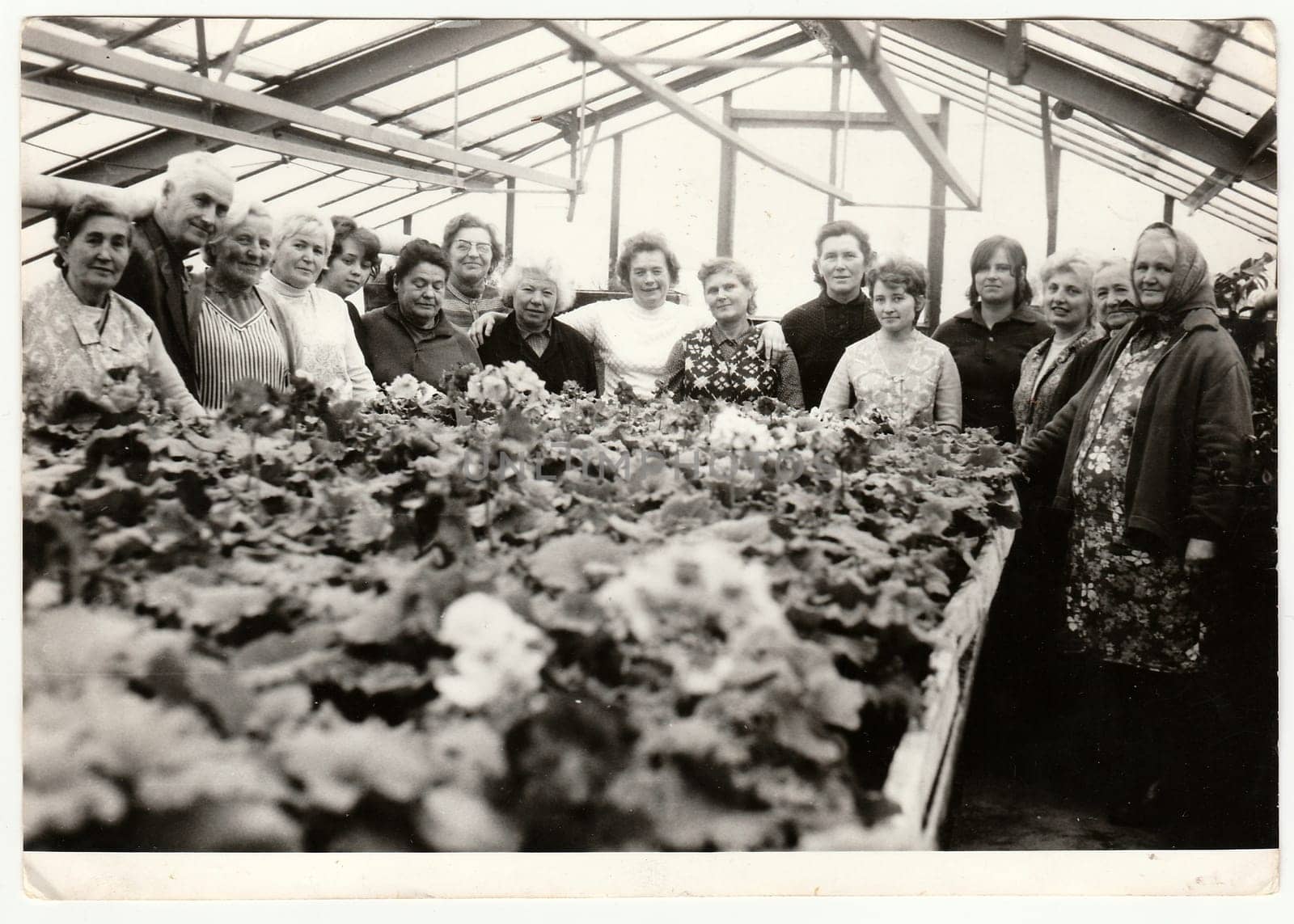 Vintage photo shows farmers in greenhouse. by roman_nerud