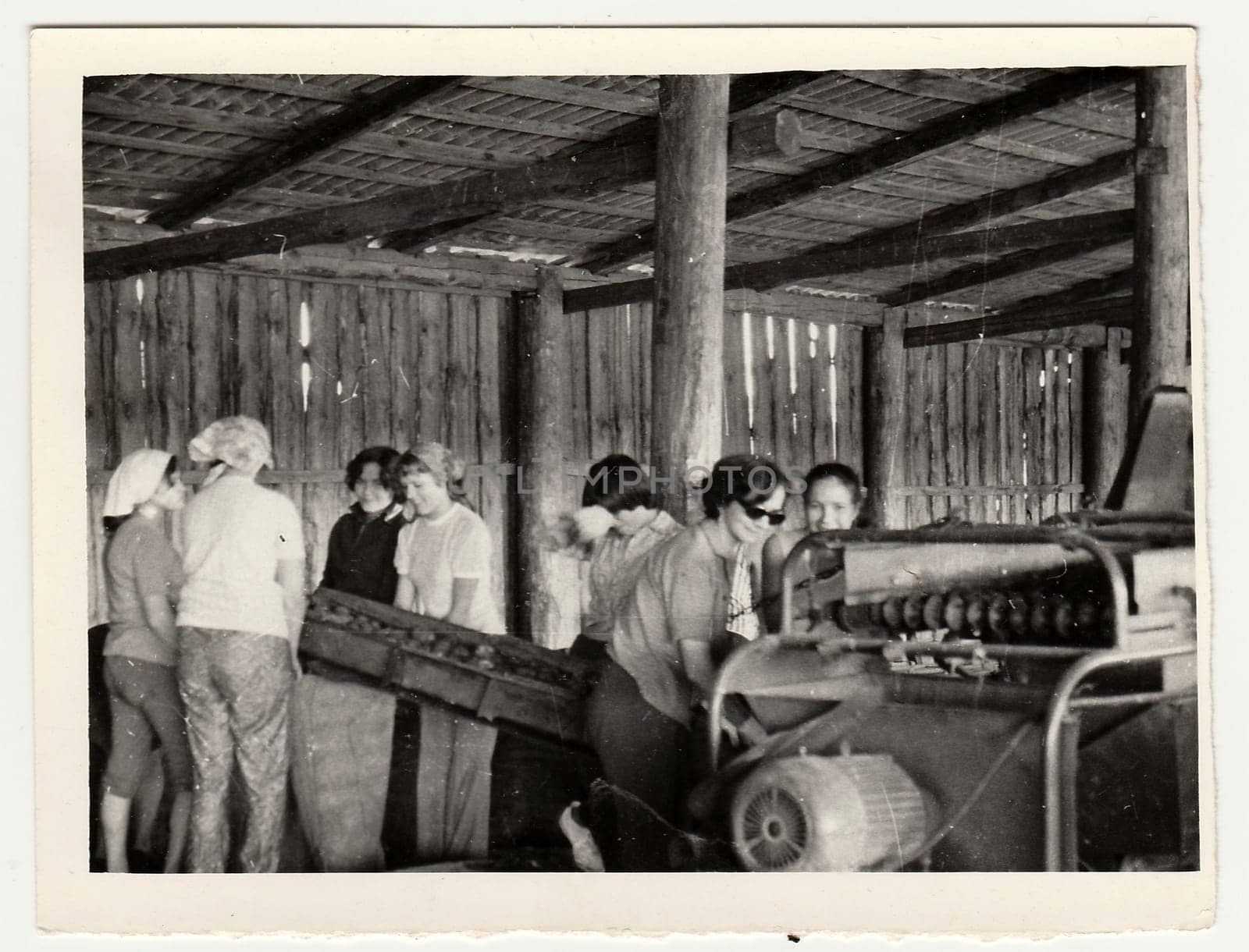 USSR - CIRCA 1980s: Vintage photo shows women work on a farm. They work at the sorting machine (sort potatoes). by roman_nerud