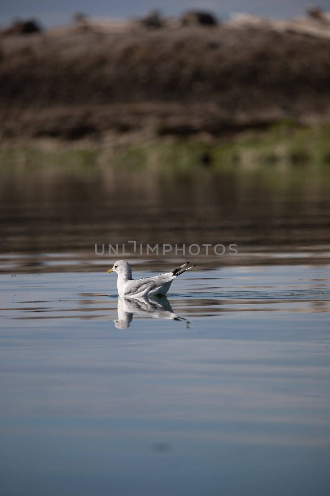 A short-billed gull formerly known as mew gull swimming in water with its reflection near a rocky shore, Gulf Island National Marine Park