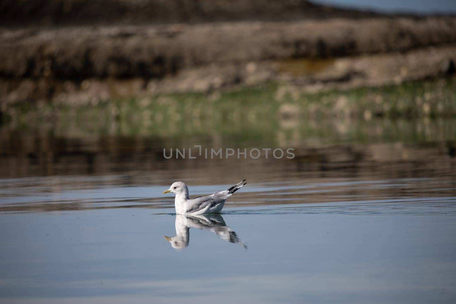 A short-billed gull formerly known as mew gull swimming in water with its reflection near a rocky shore by Granchinho