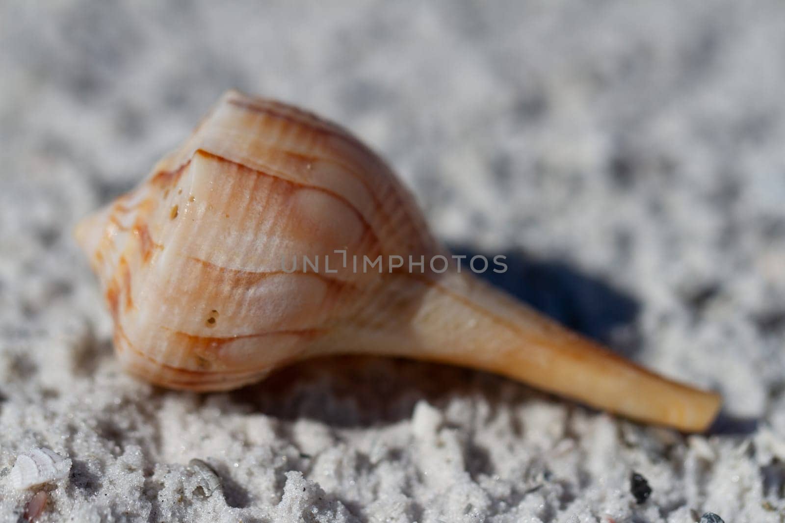 Lightning whelk shell, Sinistrofulgur perversum, found on a beach near Naples, Florida, United States