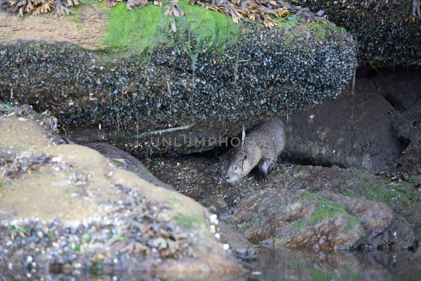 Sea otter hiding among algae covered rocks by Granchinho