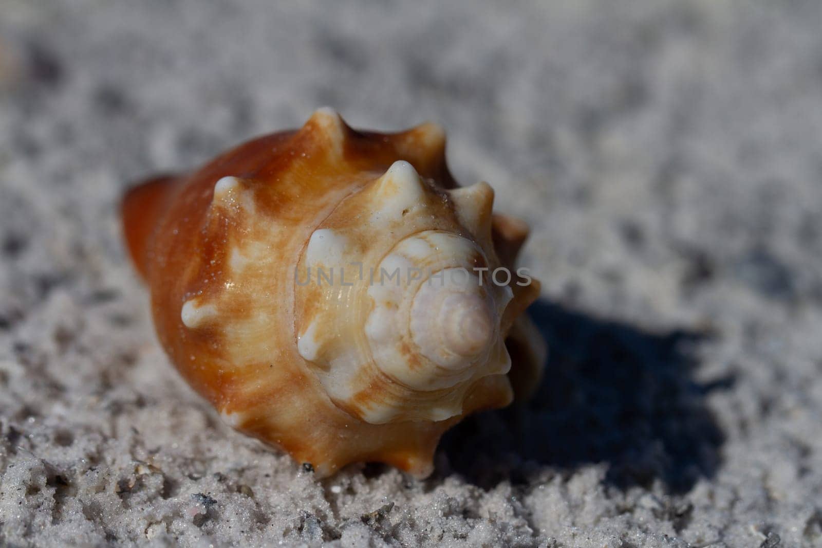 Front view of a Florida fighting conch, Strombus alatus, found on a beach, Naples Florida, United States