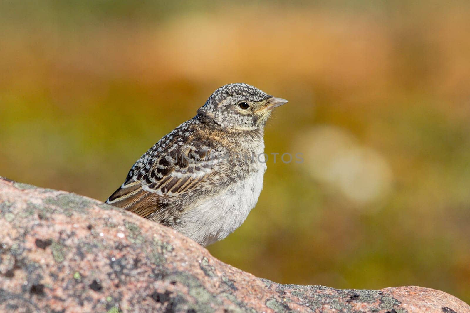 Immature horned lark or shore lark standing on a rock in Canada's arctic by Granchinho
