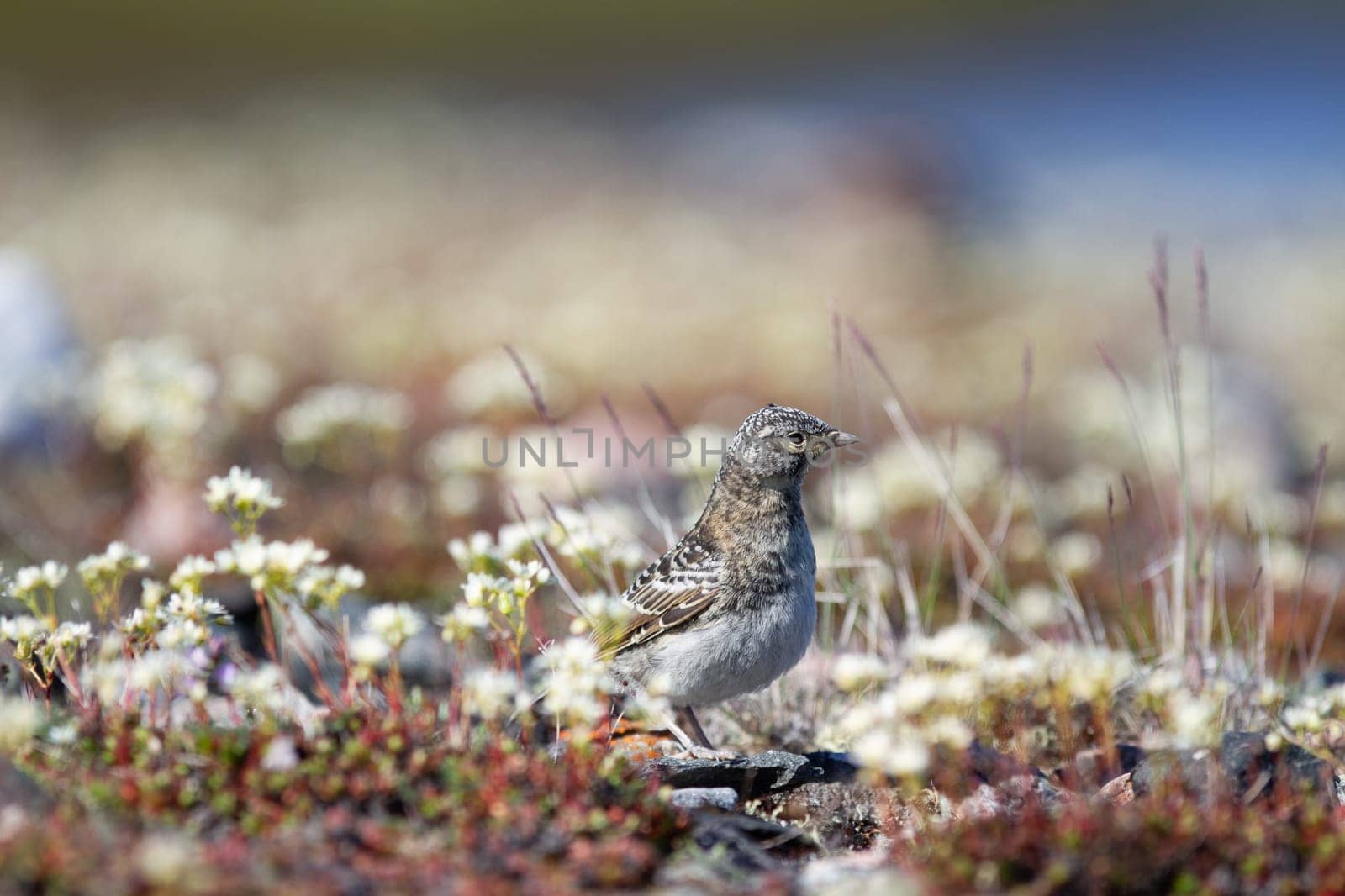 Immature horned lark or shore lark standing between plants in Canada's arctic, near Arviat, Nunavut, Canada