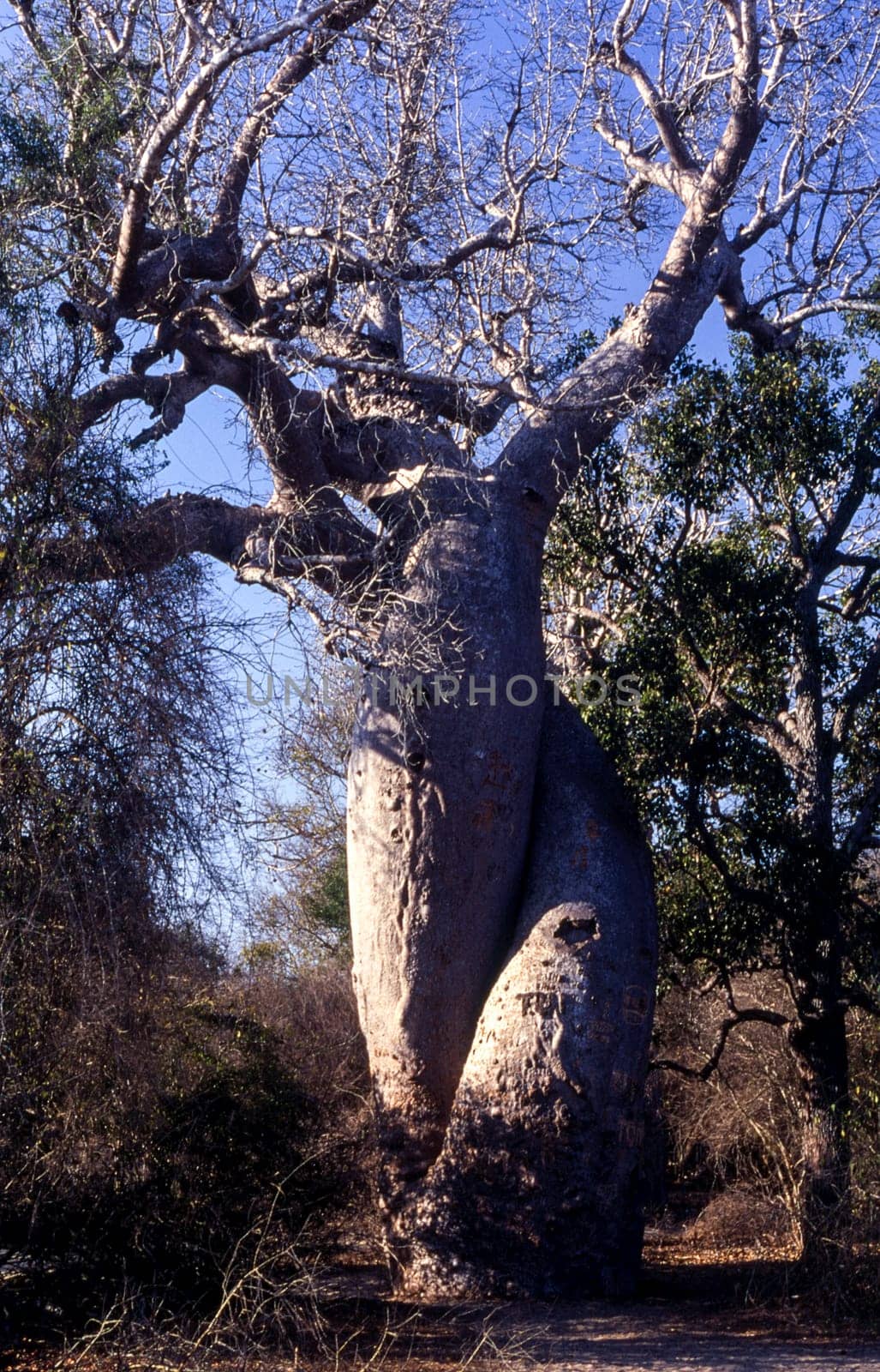 Baobab in Love, Giant Baobab,Avenue du Baobab, Morondava, Madagascar, Africa