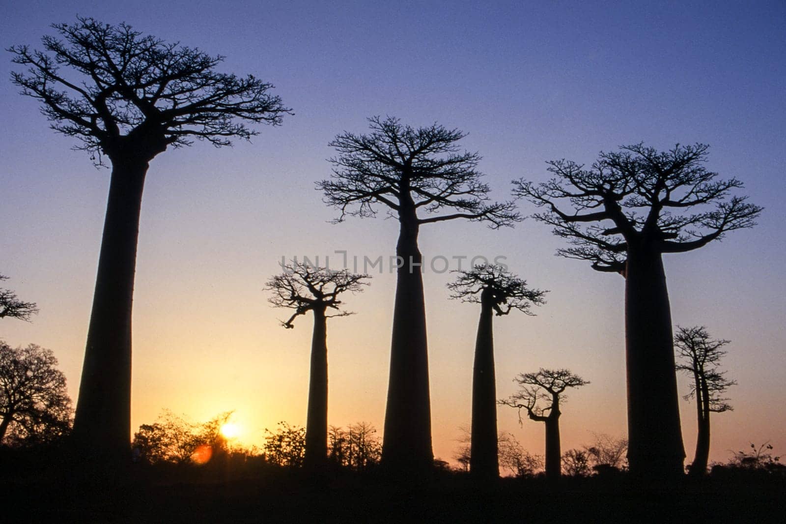 Giant Baobab in Avenue du Baobab, Morondava, Madagascar, Africa