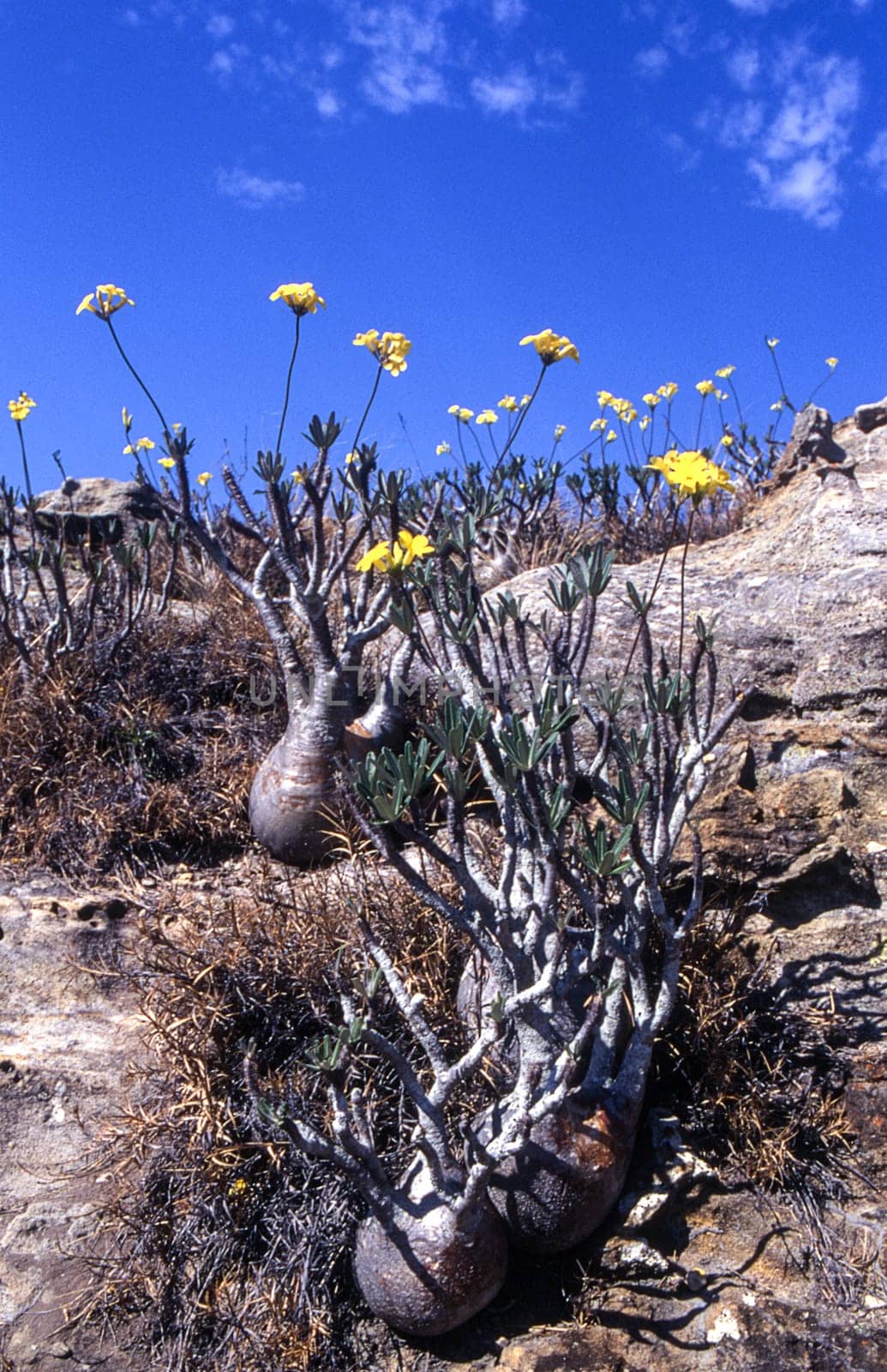 Elephant's Foot Plant (Pachypodium rosulatum), Isalo National Park, Fianarantsoa, Madagascar, Africa