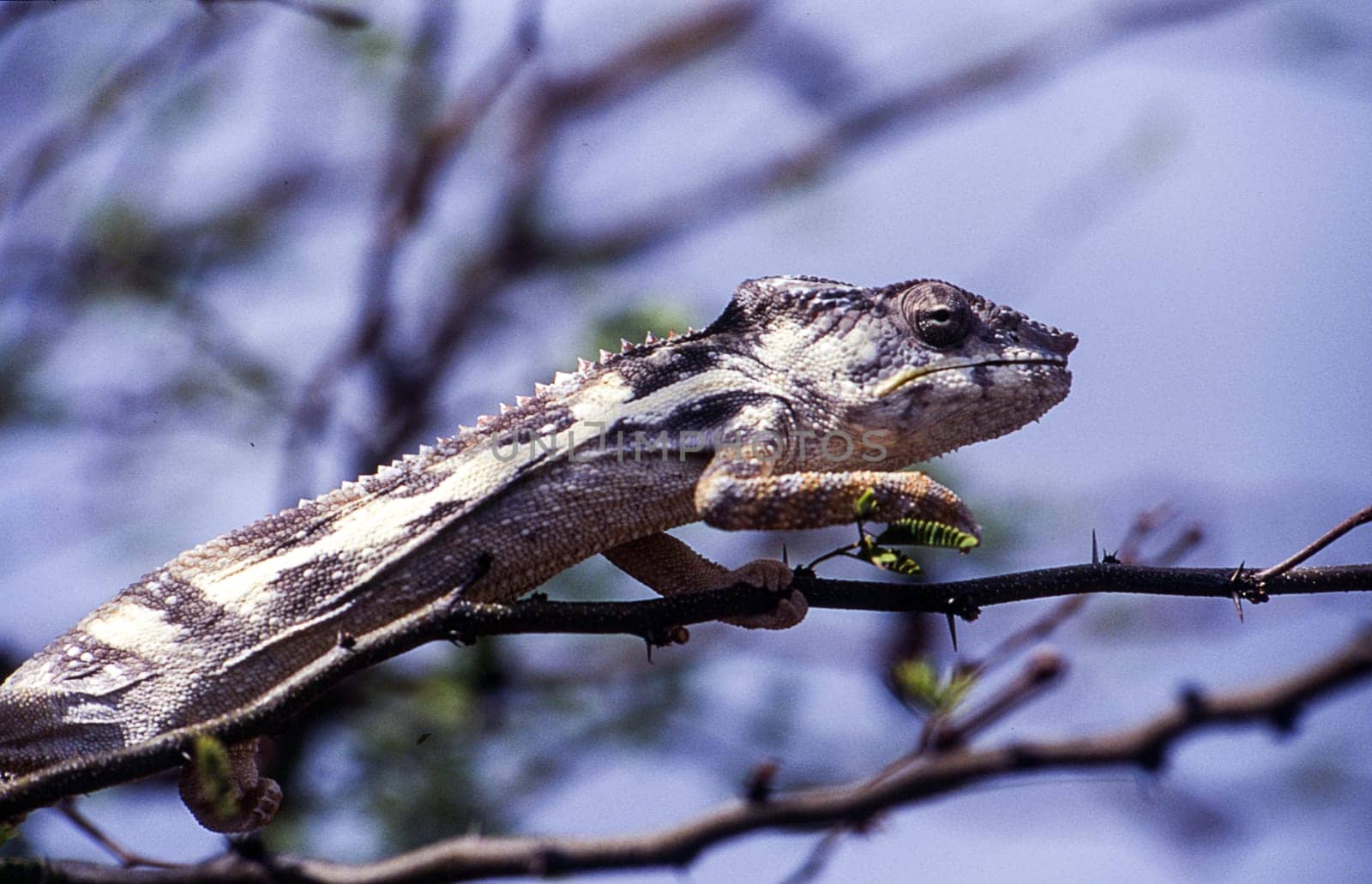 Oustalet's Chameleon (Furcifer oustaleti), Ramena, Antsiranana or Diego Suarez, Madagascar, Africa