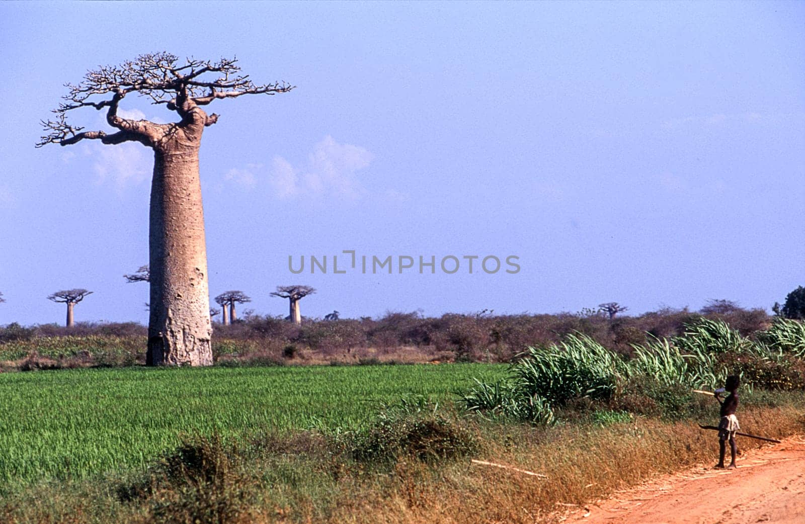 Giant Baobab in Avenue du Baobab, Morondava, Madagascar, Africa