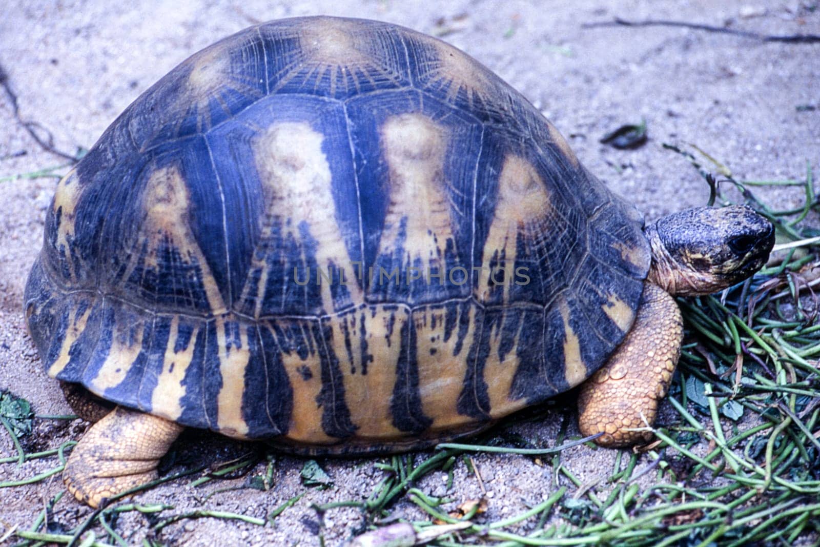 Madagascar Radiated Tortoise (Astrochelys radiata), Andasibe National Park, Toamasina, Madagascar, Africa