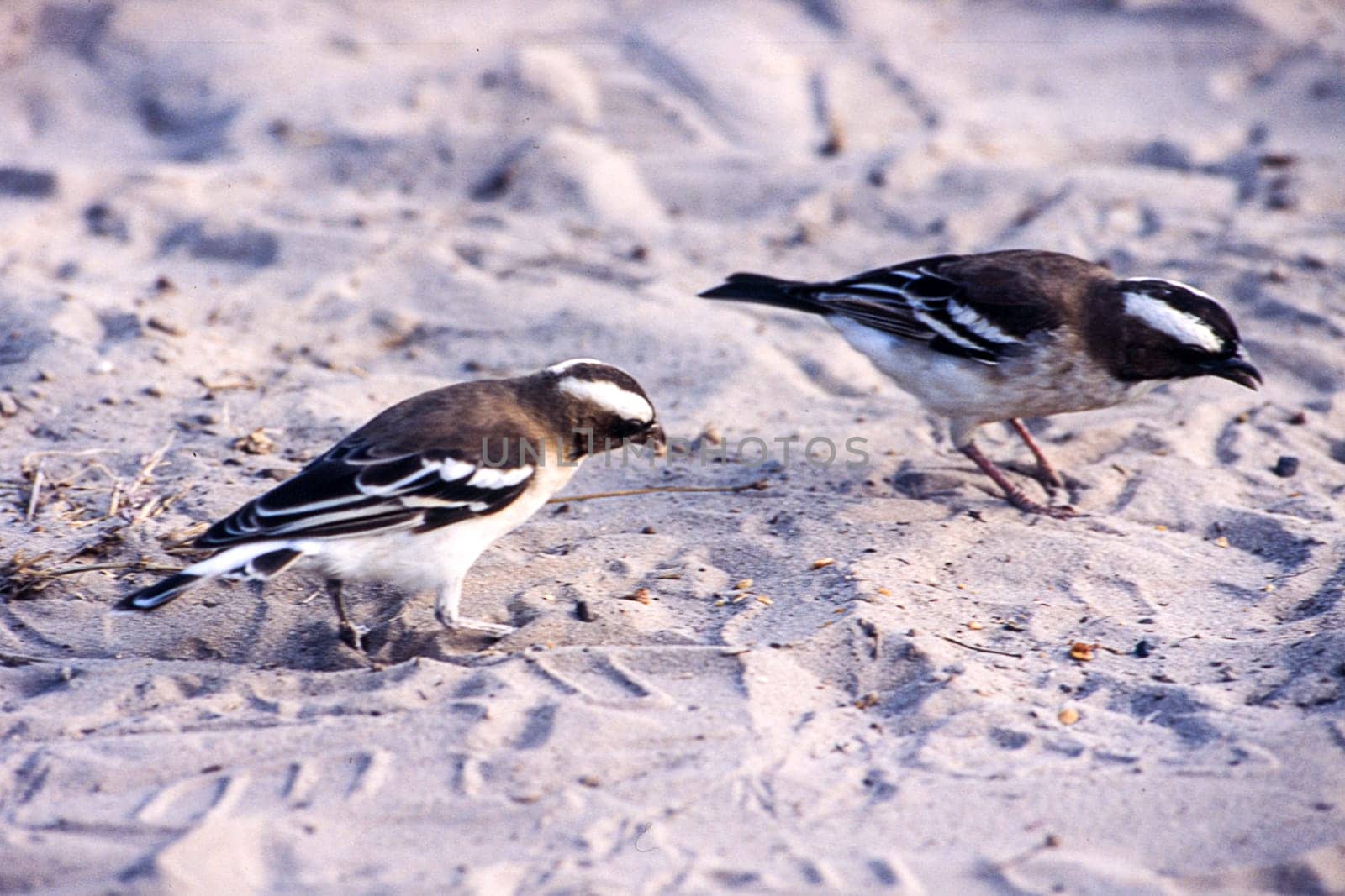 Whitebrowed Sparrow-weaver (Plocepasser mahali), Kutse Game Reserve, Kweneng, Botswana, Africa