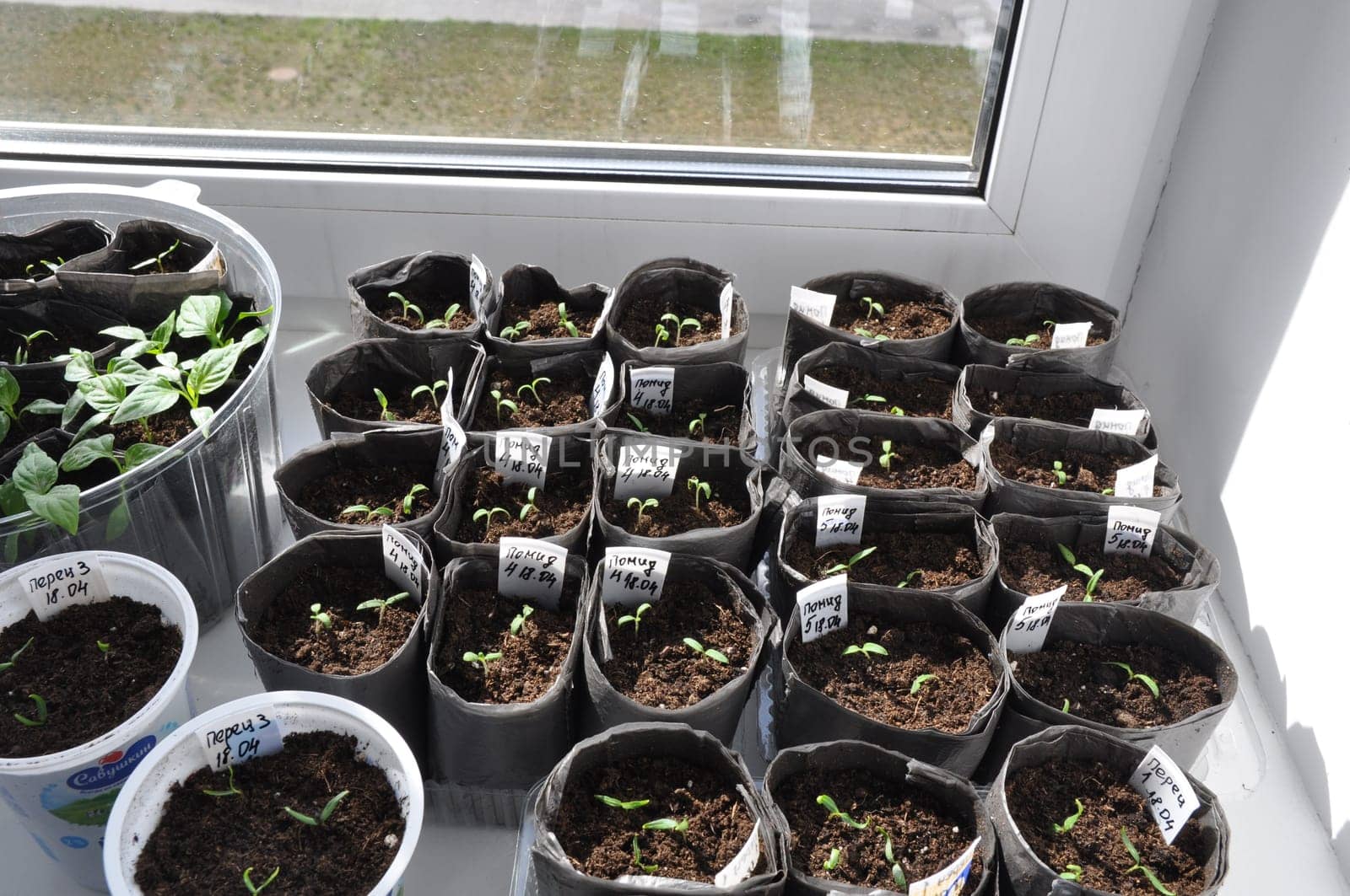 Green pepper seedlings on the window. Green seedlings grow from seeds. by AliaksaB