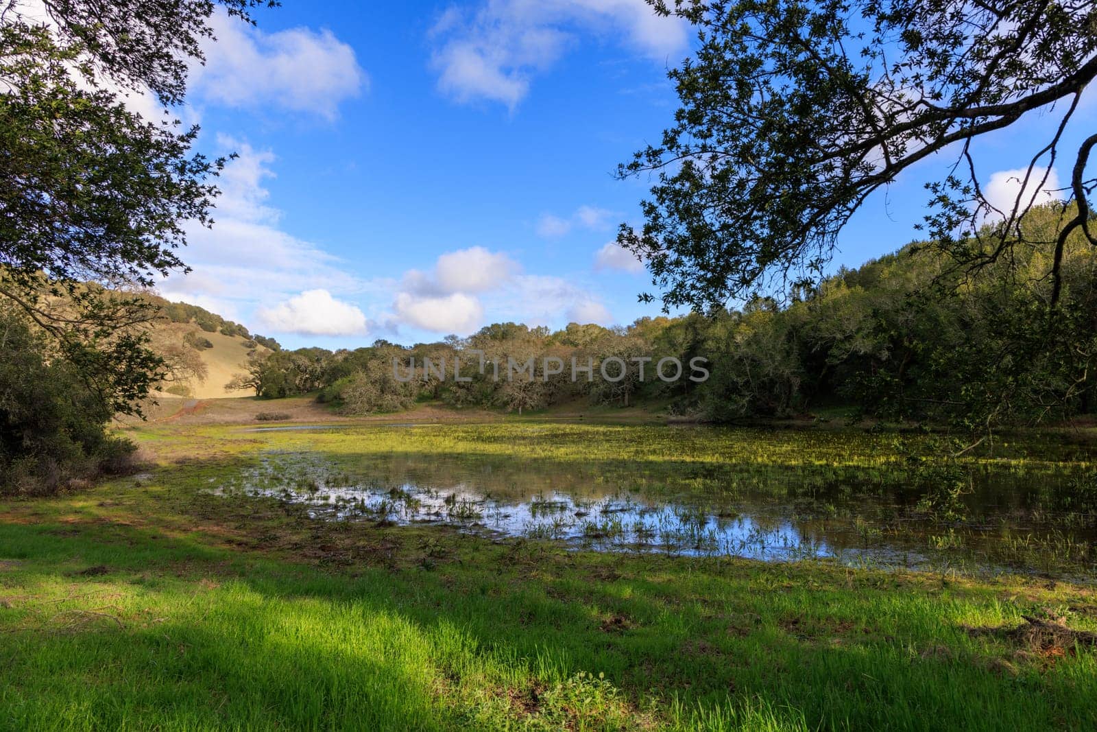 Marshy pond by grass and trees under blue sky in green California landscape. High quality photo
