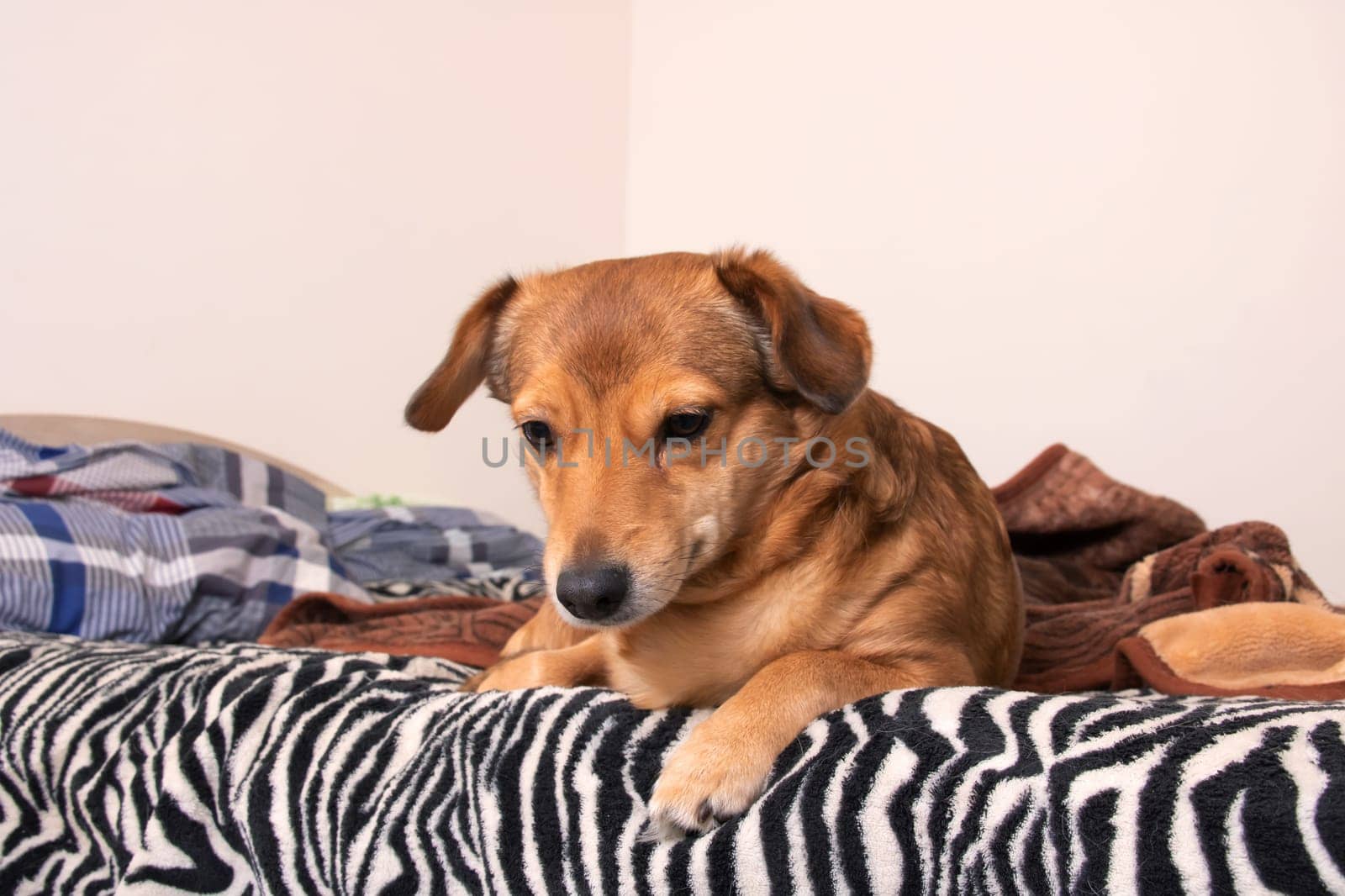 Red dog lying on the bed close up