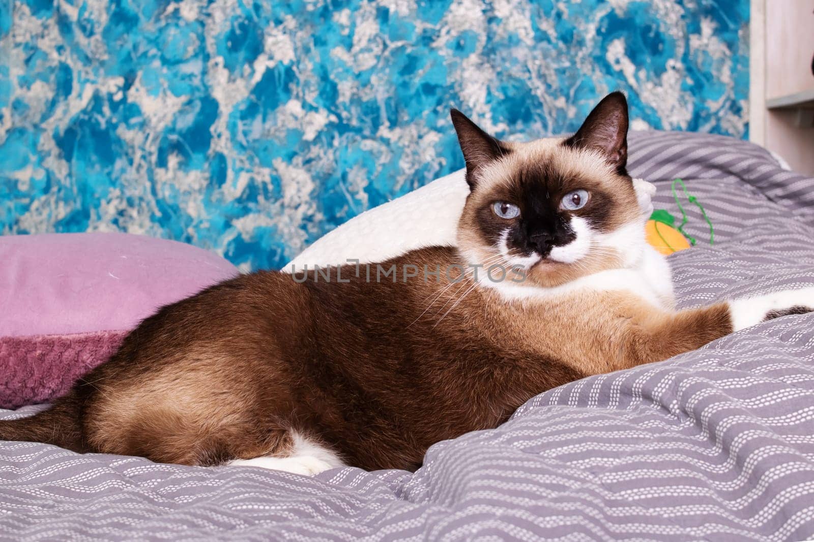 Gray cat with blue eyes lying on the bed by Vera1703