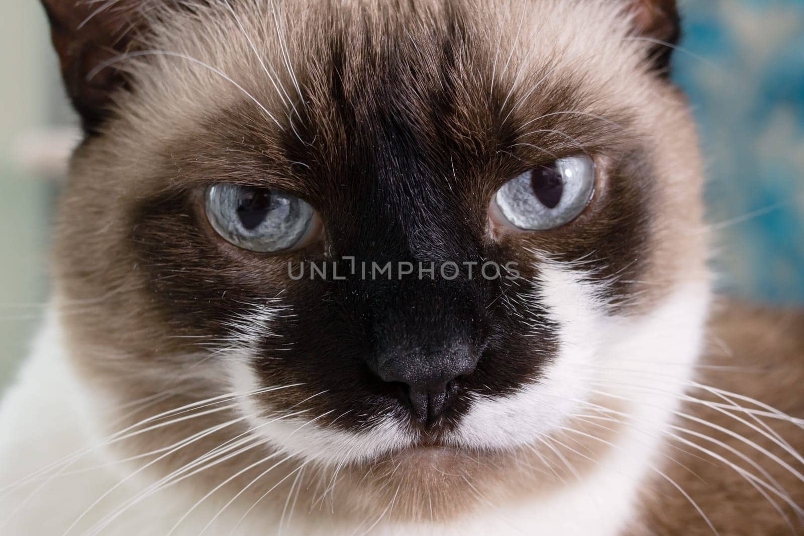 Siamese cat with blue eyes close up portrait