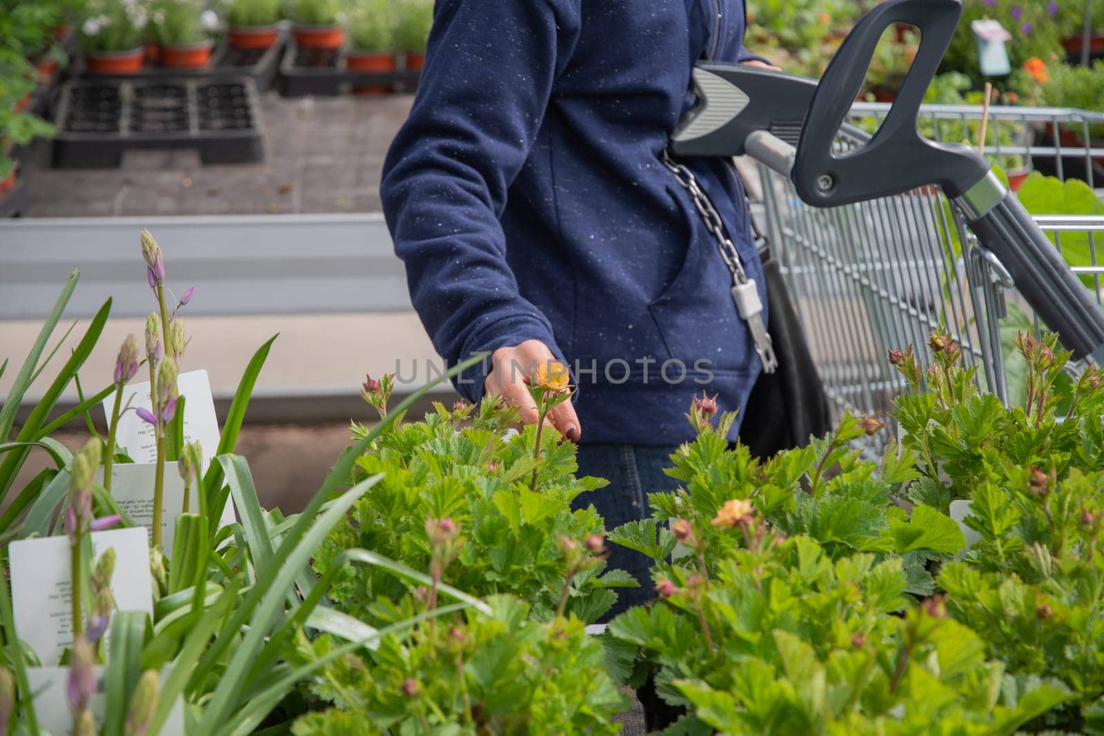 A young woman in a mask chooses and buys seedlings in a garden center with a large assortment of plants, a woman enjoys hobbies and leisure activities, growing plants and flowers in her garden