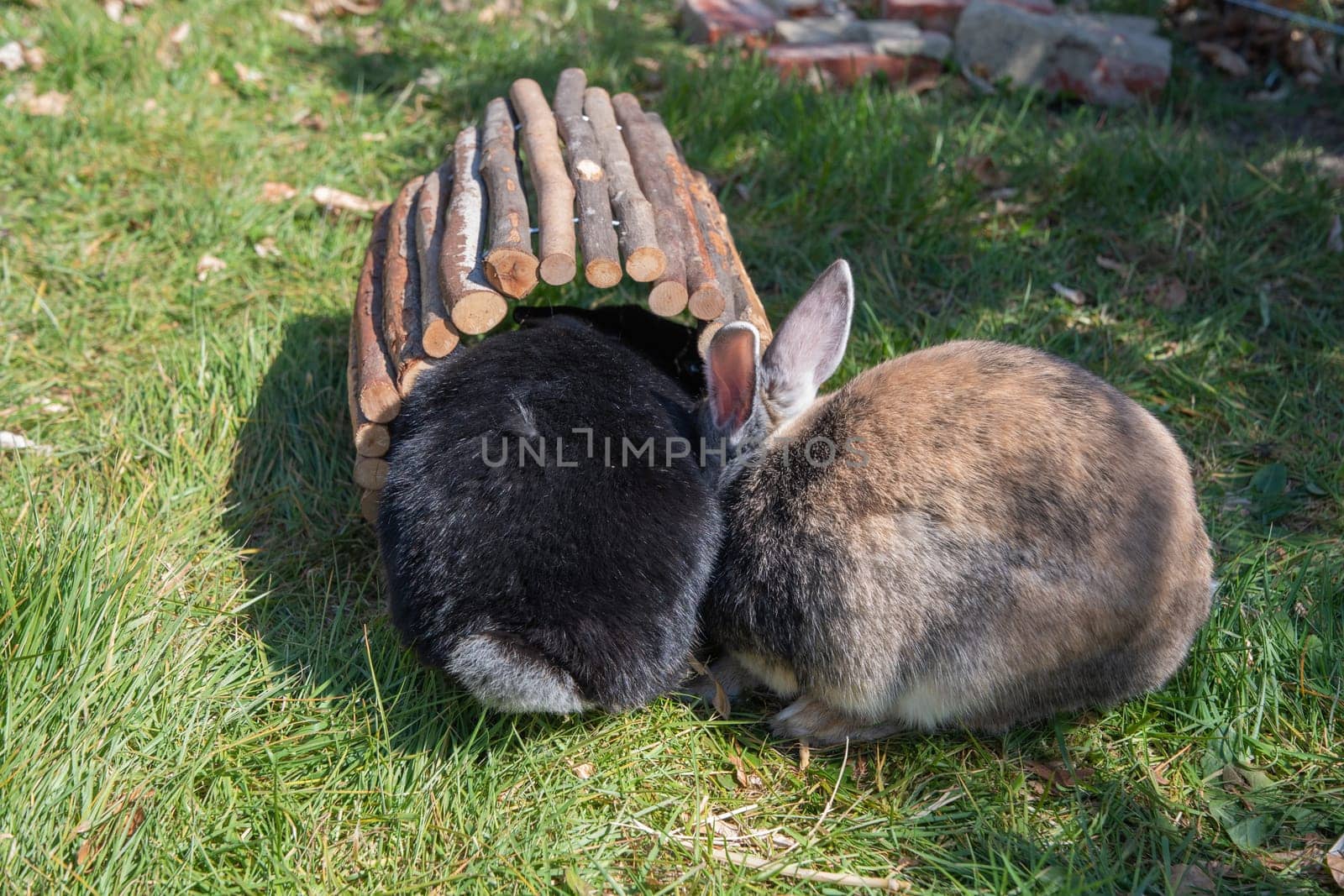 cute brown rabbits walk in the garden on the green grass behind the wire fence. High quality photo