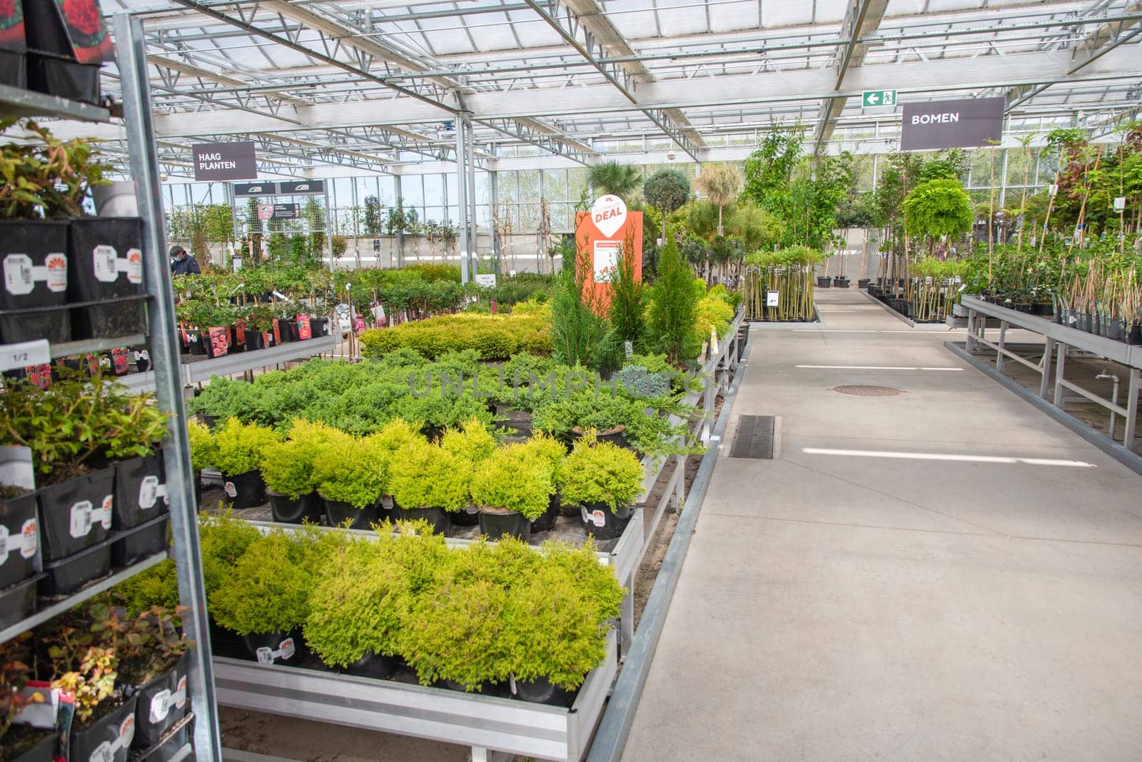 Assortment of begonia seedlings in a garden center,Ham,Belgium,April 23,2021, High quality photo