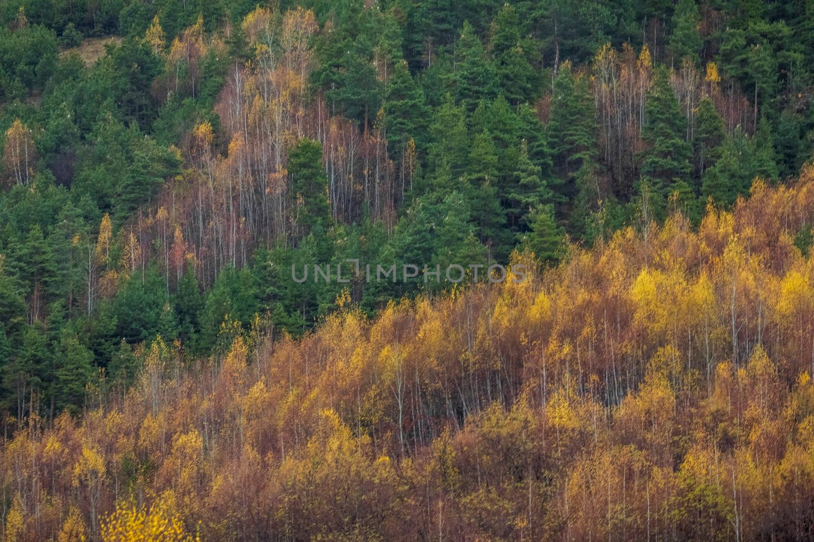 Autumn golden landscape, yellow forest in Balkans of Bulgaria, Eastern Europe